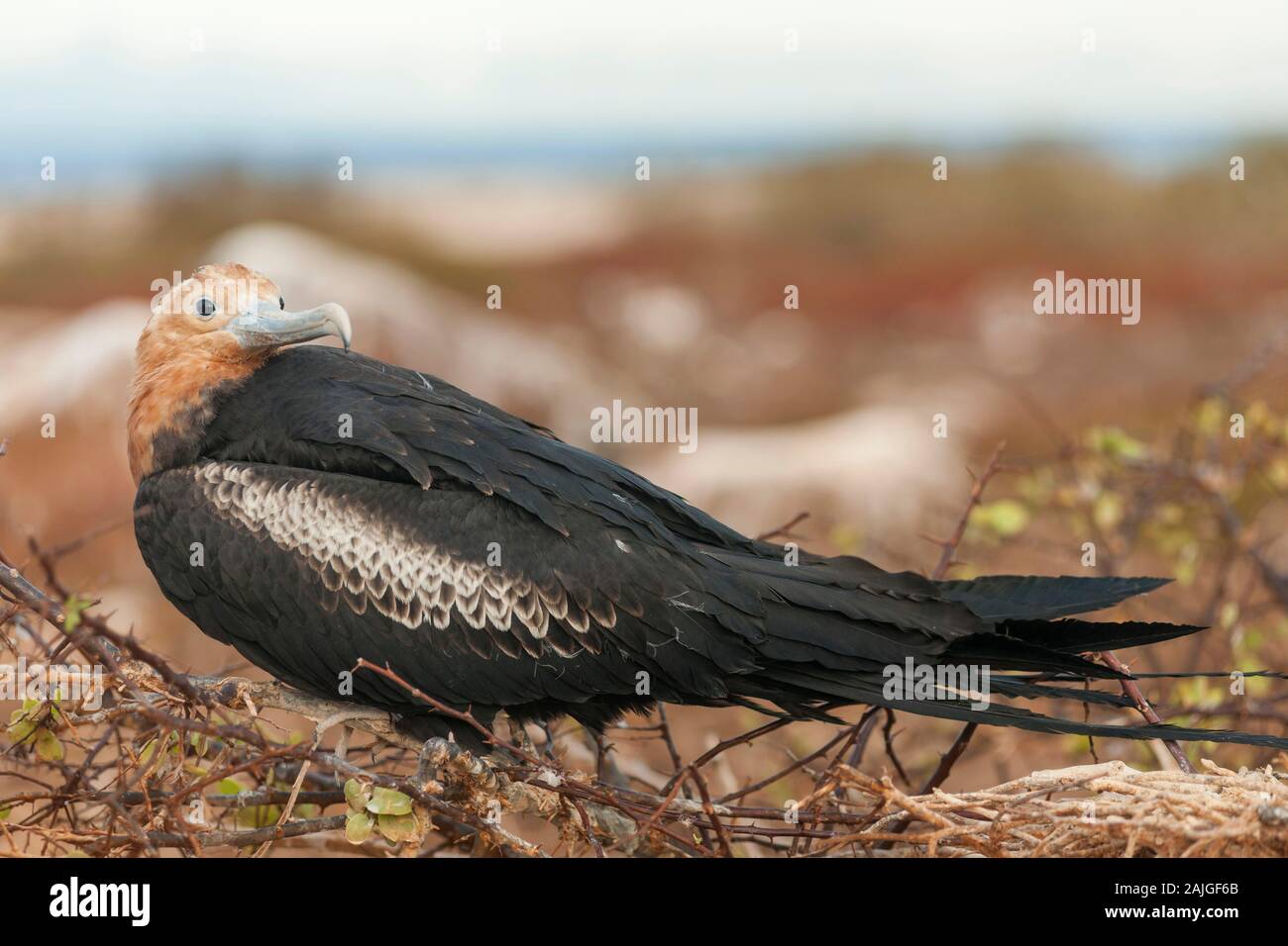 Magnifica Frigate Bird su North Seymour island, Galapagos, Ecuador. Foto Stock