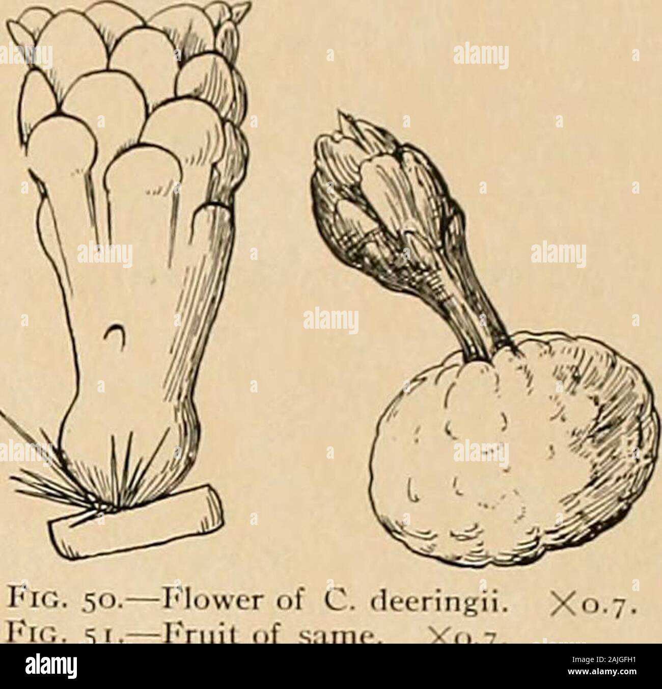 Le Cactaceae : descrizioni e illustrazioni di piante della famiglia di cactus . La sua ^-^-^v f^ un intrico di piante di Cefihalocereus deeringii su Matacumbe inferiore chiave, Florida. CEPHALOCEREUS. 39. -Fiore di C. deeringi-IVnil della stessa. X0,7 DISPONIBILE località tipo: Bassa Matecumbe Key, Florida. Distribuzione: Rocky amache, Bassa Matecumbe Key, Florida. La pianta è stato chiamato per Charles Deering, il cui profondo interesse per il botanical explora-zione della Florida e nella conservazione del suo amache dalla distruzione e la sua rara nativeplants dallo sterminio, abilitato il dott. Piccole ri-scoprire, studio e satisfacto Foto Stock Le Cactaceae : descrizioni e illustrazioni di piante della famiglia di cactus . La sua ^-^-^v f^ un intrico di piante di Cefihalocereus deeringii su Matacumbe inferiore chiave, Florida. CEPHALOCEREUS. 39. -Fiore di C. deeringi-IVnil della stessa. X0,7 DISPONIBILE località tipo: Bassa Matecumbe Key, Florida. Distribuzione: Rocky amache, Bassa Matecumbe Key, Florida. La pianta è stato chiamato per Charles Deering, il cui profondo interesse per il botanical explora-zione della Florida e nella conservazione del suo amache dalla distruzione e la sua rara nativeplants dallo sterminio, abilitato il dott. Piccole ri-scoprire, studio e satisfacto Foto Stock