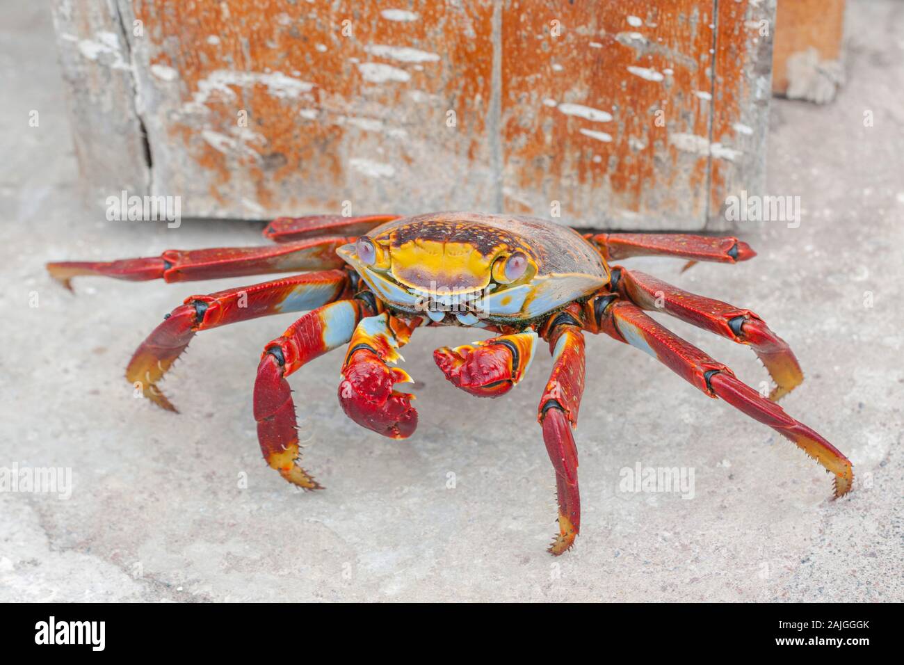 Sally lightfoot crab su San Cristobal Island, Galapagos, Ecuador. Foto Stock
