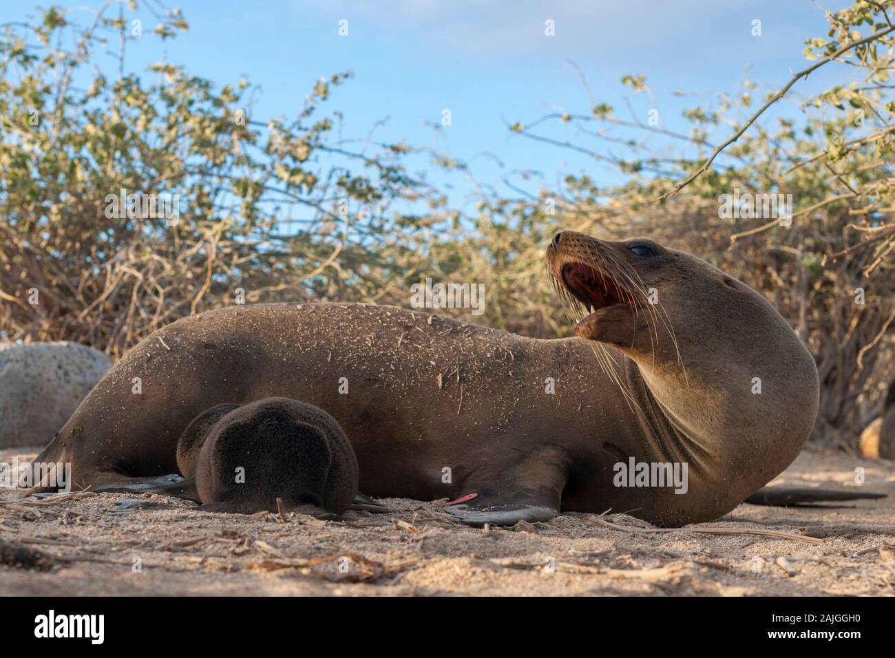 I leoni di mare a San Cristobal Island, Galapagos, Ecuador. Foto Stock