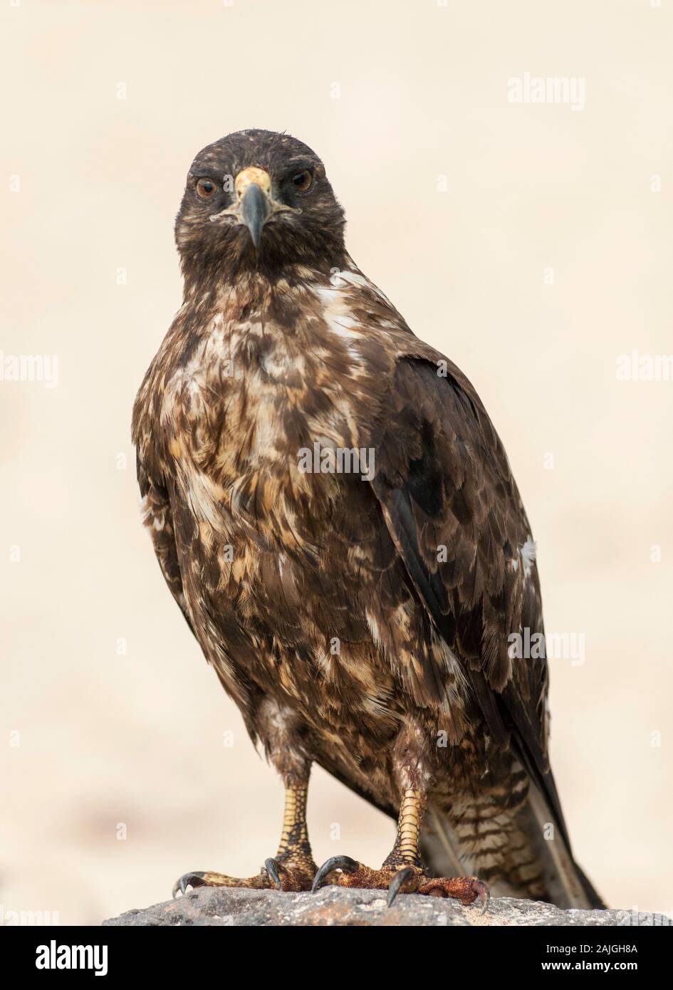 Le Galapagos hawk su Sante Fe isola, Galapagos, Ecuador. Foto Stock