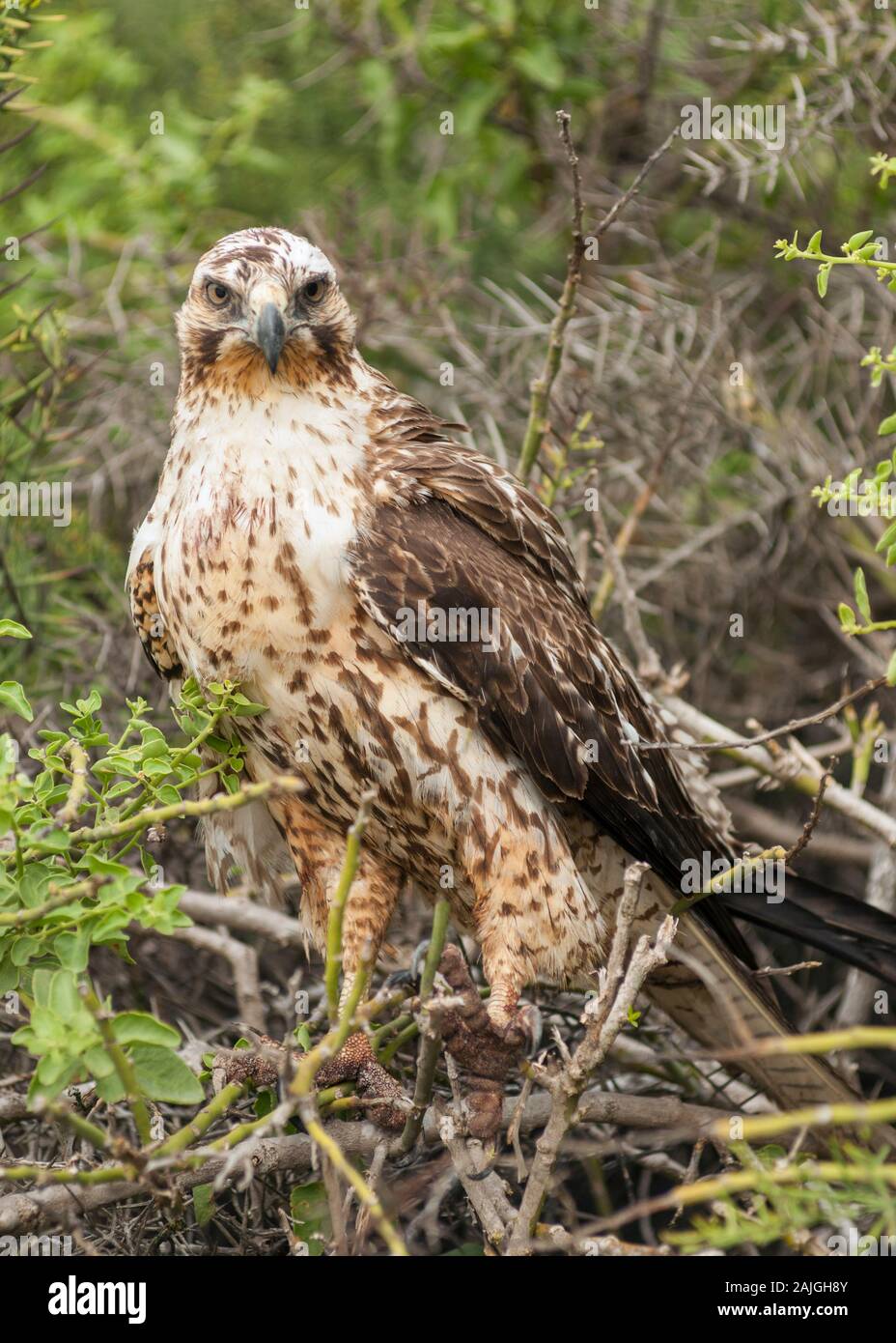 Le Galapagos hawk su Sante Fe isola, Galapagos, Ecuador. Foto Stock