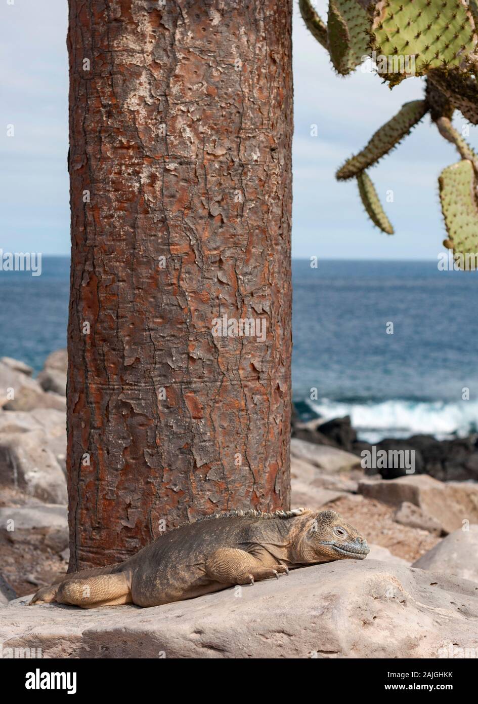 Sante Fe iguana sull isola di Santa Fe, Galapagos, Ecuador. Foto Stock