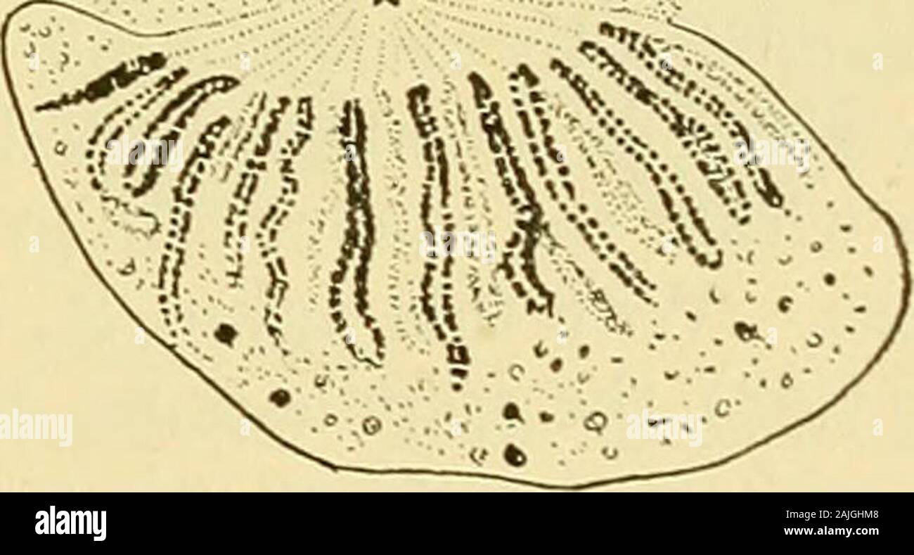 La cella in fase di sviluppo ed ereditarietà . D Fig. 42. - La mitosi in Noctihica. [Calkins.]A. Prophase; divisione della sfera per formare il mandrino centrale; cromosomi convergenti finoal polo nucleare. B. fine anaphase, in sezione orizzontale, mostrando centrosomes; il centralspindle ha affondato nel nucleo; membrana nucleare ancora intatta tranne che in corrispondenza dei poli. C. Earlyanaphase; mantello-fibre connesse con i cromosomi divergenti. D. anaphase finale (whichis anche la prophase iniziale della successiva divisione di sporigeni mitosi) ; il raddoppio del cen-trosome e divisione di cromosomi. luogo da un Foto Stock