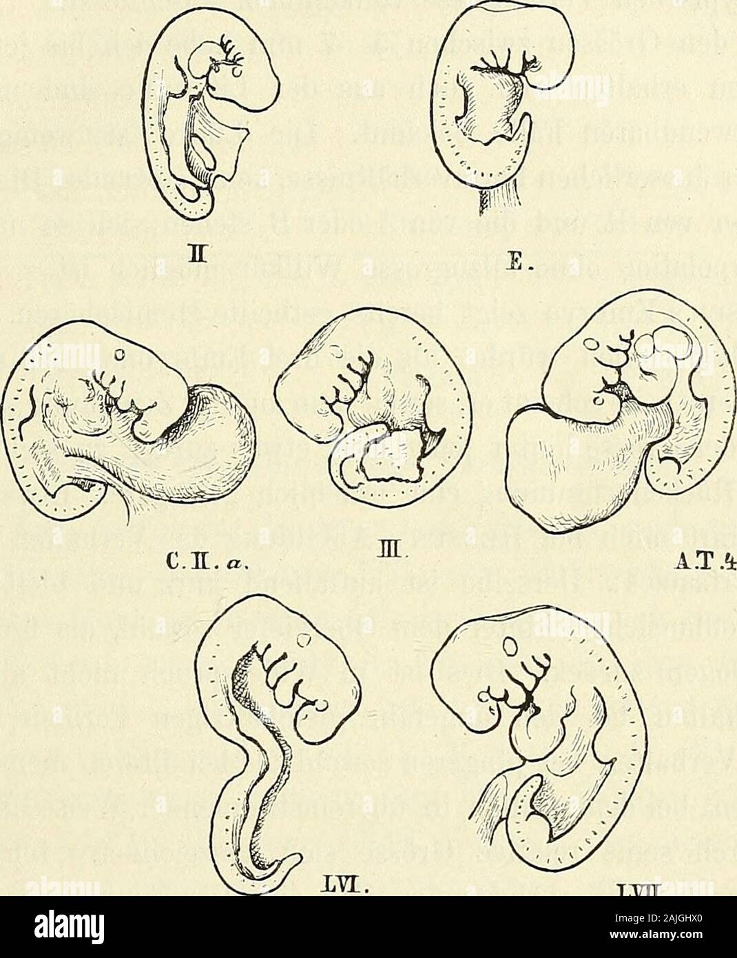 Anatomie menschlicher Embryonen . hleife ist bereits caudalwärts gerichtet. Die Nabelblase istzwar un ihrer Wurzel eingeschnürt, indess noch in breiter Verbin-bindung mit dem Körper. Eine Leberanschwellung vorhanden ist,aber schwach hervortretend. Etwas älter als die drei eben besprochenen sind die Embryonen 1) Von Hensen und Ecker liegen directe Maassangaben (4 bez. 4,5 mm),vom embrione 4 von allen Thomson eine 4 mm lange figura in natürlicherGrösse vor. Der CosTssche embrione, angeblich 15mal vergrössert, ist 6 cmlang, vfas auch 4 mm Länge natürliche ergeben würde. Man kann sich aufdie CosTEschen Foto Stock
