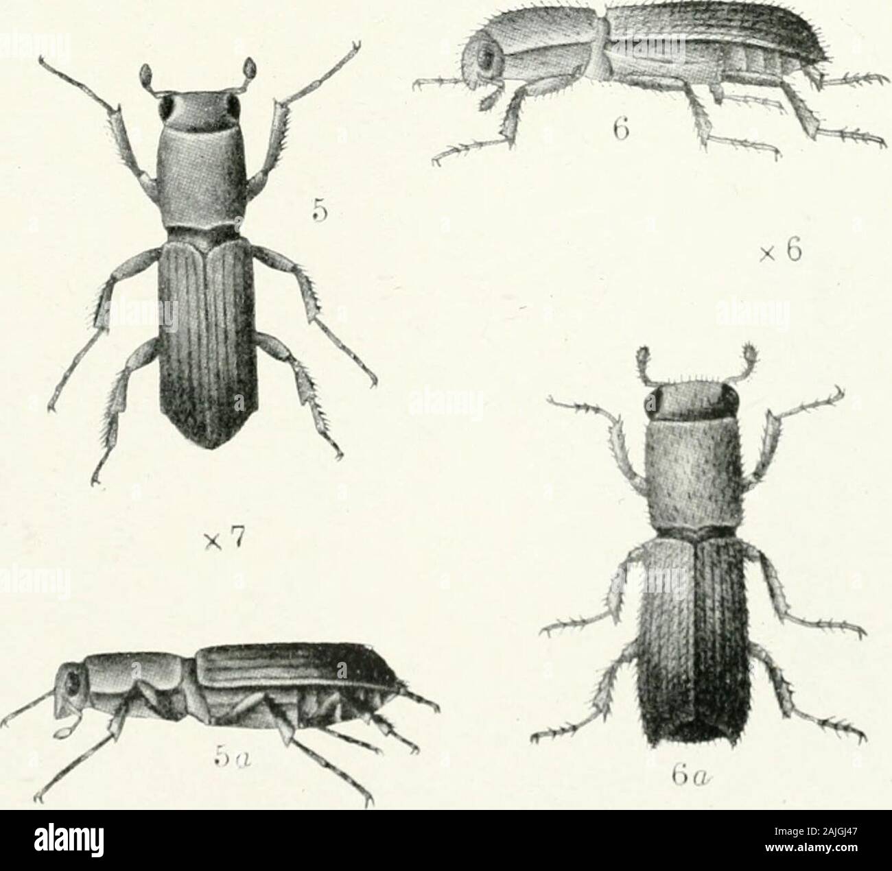 La Foresta Indiana di insetti di importanza economica dei coleotteri . 6 Un Sphaerotrypes //ITT-rci, Steb.- i, larva; 2, 2&lt;r, beetle; 3, uova e larve gallerie. 4,40,hramesus ^/n/n//i/s, Steb. 5, 5^. Diapus impressus, Janson. 6, 6tf, Crossotarsus fainnairei,hap., var. iiilninti, Steb. Famiglia SCOLYTIDAE 495 questo coleottero infests l'ulivo (Olea cuspidata) nel Nord Baluchistan andpossibly tratti vicini. Ho trovato un albero vivo storia badlyLife. infestati da insetti il 9 novembre 1905, il femalesbeing impegnati in mangiare fuori allungata verticale di uovo di gallerie di circa due pollici in lunghezza trasversalmente acros Foto Stock
