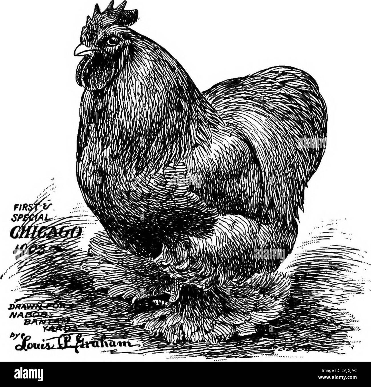 La faraona bantam; una descrizione degli standard di tutte le razze e varietà di bantams e di nuove razze che stanno diventando popolari .. . Ve equalinfluence negli accoppiamenti di tutti gli uccelli di nero. A causa della influenza di questa eccessiva forza ofcolour, è nostra opinione che la miscelazione incurante della stessa togain ricchi sheen, tanto desiderato, ci dà il colore viola-blocco, e non crediamo che la luce del sole ha muchinfluence per o contro questo blocco. Si tratta piuttosto di essere sup-posti che è il colore influenza da uno all'altro |AB|:sulla semina per la ricchezza di colori che deriva dall'utilizzo di theseover Foto Stock