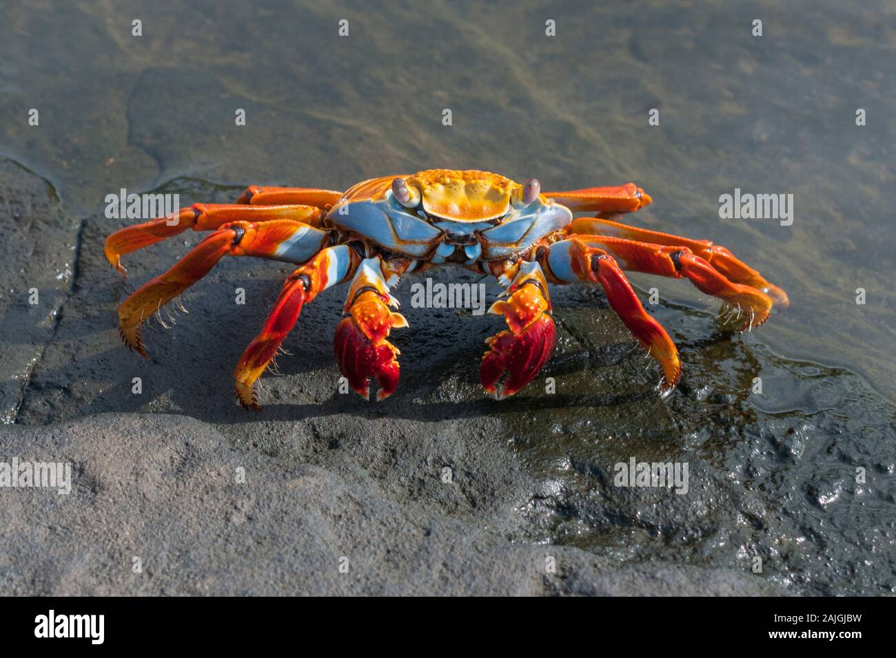 Sally lightfoot crab sull'isola di Santiago, Galapagos, Ecuador. Foto Stock