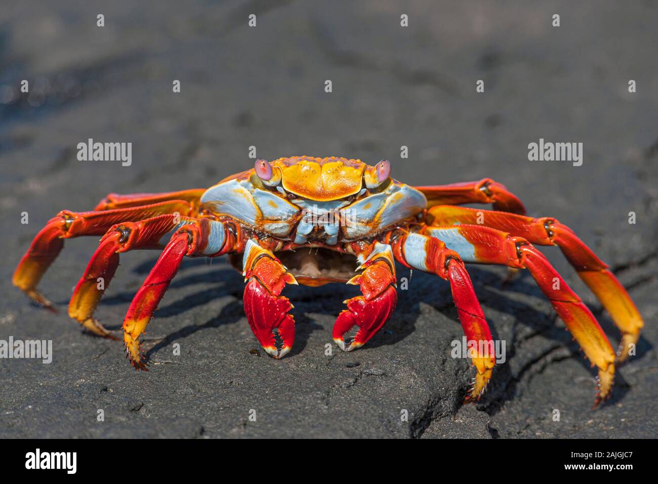 Sally lightfoot crab sull'isola di Santiago, Galapagos, Ecuador. Foto Stock