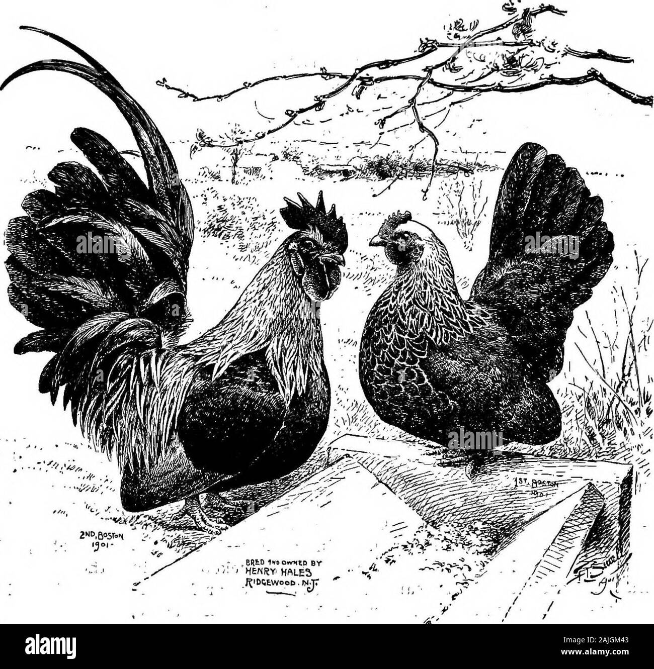 La faraona bantam; una descrizione degli standard di tutte le razze e varietà di bantams e di nuove razze che stanno diventando popolari .. . , Il colore di terra variescbnsiderably, ma il colore deve essere il più possibile uniformi e il blocco fine e distinte; e non solo dovrebbero versol'estremità superiore giù essere bloccate, ma il sotto-colore e piedi, featheras bene. Questo è molto importante quando l'accoppiamento fino la birdfor allevamento^ alveare ho visto una perfetta top-birdsentirely colorati privi di lanugine baring; ma questi non sono i birdsthat dovrebbe essere selezionato per la penna di allevamento, e ancora,mai selezionare gli uccelli che mostra qualsiasi g Foto Stock