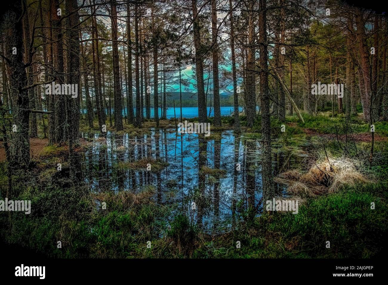 Riflessioni del bosco dove l'acqua da un altopiano di loch ha invaso la foresta circostante e l'acqua riflette il cielo azzurro e gli alberi . Foto Stock