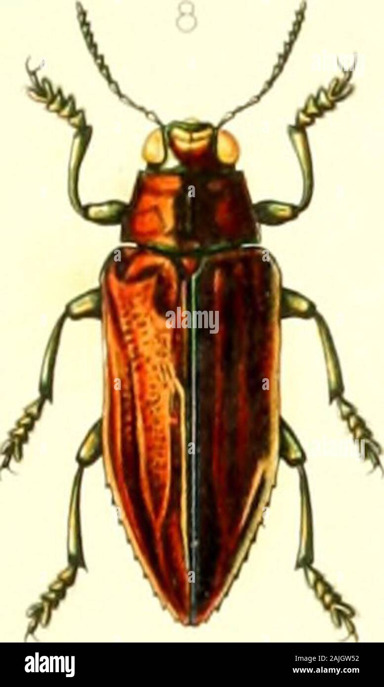 Archivi entomologiques, ou Recueil contenant des illustrazioni d'insectes ou nouveaux rares . DI l.,vii Ihilaur .-1 l,.il;Htlhriw J.-l Analoiiiie de plusieurs Buprcstidc lio la o /..-.•/: .y.v Cvchrus aciiUrolhs lic)6 c-t n /^.-i /v.w/:-/•.".•Anatomio du BupresUs p-se. "Va,/"v /".;• r.mrlMII. Mri:ull.ml .?.•/../? Archivi ENTOMOLOGIQUES VOL 1. Foto Stock