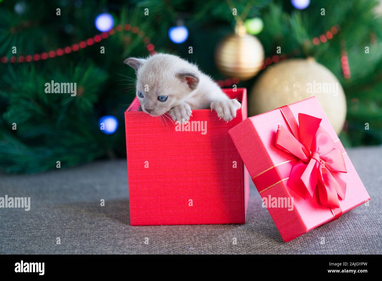 Beige gattino birmano striscia fuori di una confezione regalo in piedi vicino a un albero di Natale Foto Stock