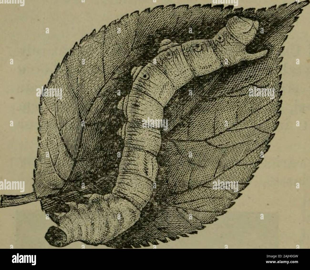 La tintura dei tessuti tessili . ^ intervalli regolari di quattro a sei giorni. Donatore circa il trentesimo giorno l'animale cessa di assumere cibo e dimostri un inquieto attività. In questo periodo è placedon ramoscelli di betulla, tfcc, dove si inizia presto a spin-. Fig. 12.-Silkworm su foglie di gelso. Cap. IV.j ghiandole di seta del baco da seta. 45 La sostanza di seta è secreto dalle ghiandole due symmetri-camente situato su ciascun lato del corpo della caterpillar,al di sotto del canale intestinale. Ciascuna ghiandola, come mostrato in fig. 13, è costituito da tre parti : un tubo stretto IC withnumerous circonvoluzioni, la vera e propria porzione che secernono Foto Stock