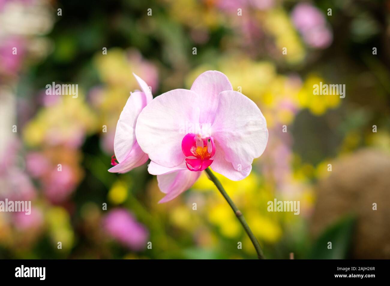 Orchid fiore con giardino - sfondo Foto Stock
