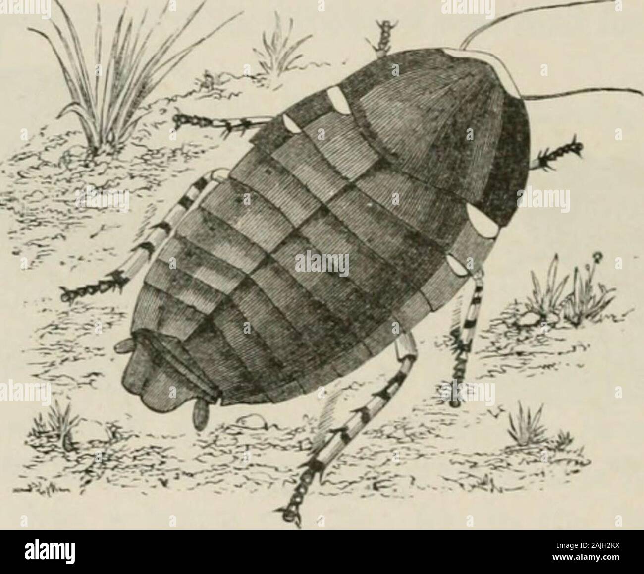 Insetti all'estero : essendo un account popolare di stranieri di insetti, la loro struttura, delle abitudini e delle trasformazioni . Per drownout gli scarafaggi e altri flagelli di insetti. Gli orientali arestrangely indifferente di fronte a tali cose e il resto in perfetta con-tentment dove un inglese sarebbe metà withpain distratto e fastidio. L'Egiziano scarafaggio (Pohjphaga jEgyptiaca) molto muchresembles la nostra specie animali domestiche, ad eccezione del fatto che è molto 288 QJSECTS ALL'ESTERO. più grande. Come con la nostra, la femmina non lias ali, sebbene themale è provvisto di tali organi, ed è molto più piccolo di itsmate. Questa specie h Foto Stock