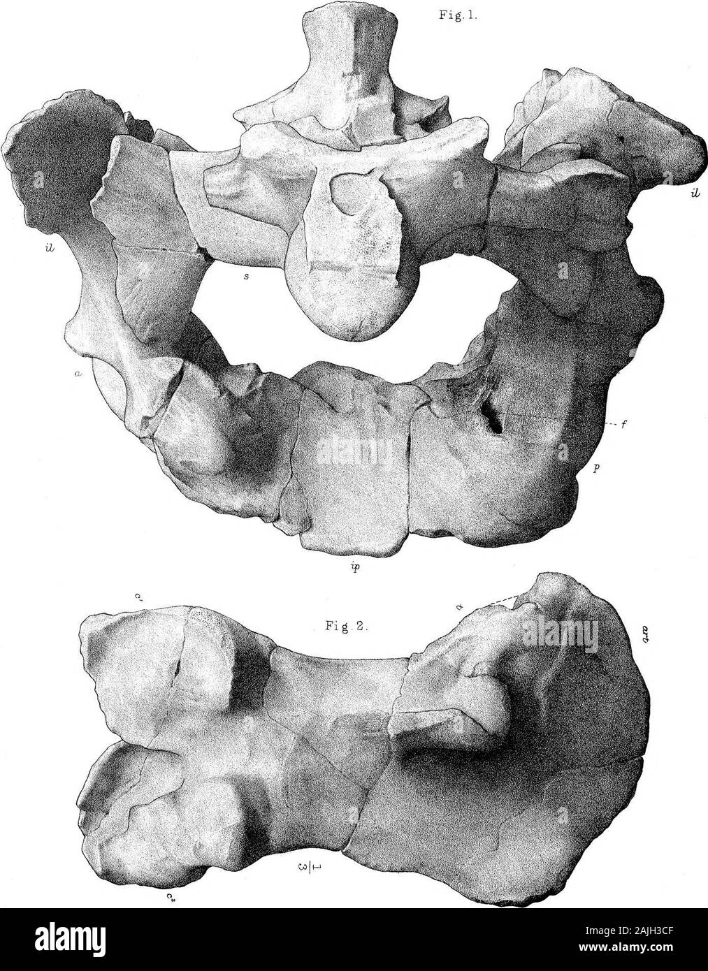 Ricerche sulla struttura, l'organizzazione e la classificazione dei fossili di Reptilia VII ulteriori osservazioni sul Pareiasaurus . G JOVboclward, actualJith. West,NewmaTi, PIM, Sacrum e Pelvi Pareiasaurus Baini, Seeley. Pkil.Trcms.Rm2.B.I&GT;tardi, 22. G.M. Woodward, ad.nat.lith. Pelvi e del femore, Pareiasaurus Baini. West,Newmaui, ixwp. Seeley. PhiLTrcuns. 1892 JEL piastra, 2 3 Fig.3 Foto Stock
