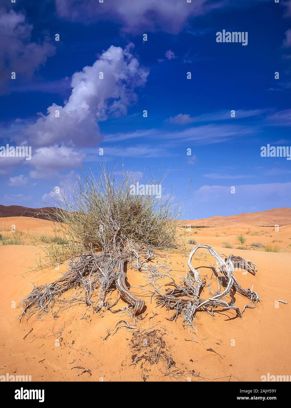 Dubai. Bellissimo paesaggio desertico di dune di sabbia soffiate dal vento vicino al villaggio di al Dhaid sulla strada tra la città di Dubai e la città rurale oasi fortezza di Hatta Foto Stock