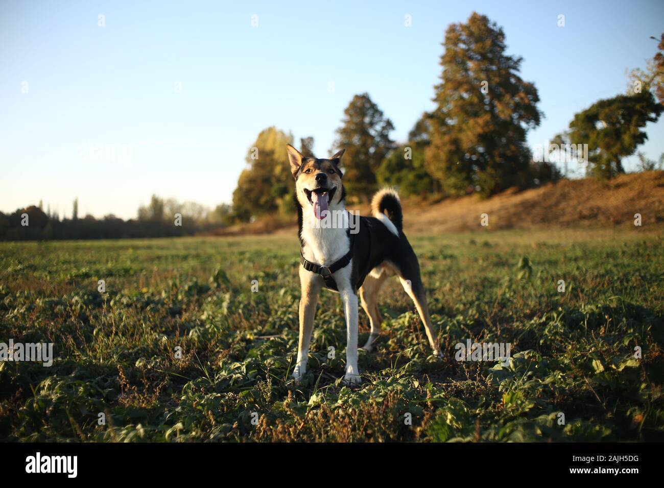Cane sorridente in piedi su erba verde Foto Stock