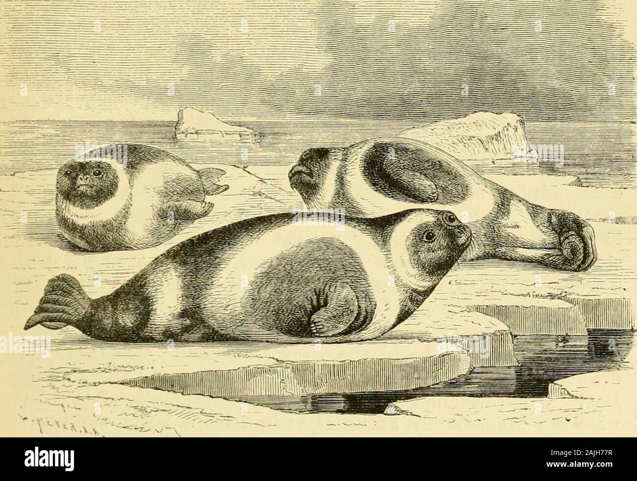 Il viaggio di Vega round Asia e Europa; con una revisione storica di precedenti viaggi lungo la costa nord del Vecchio Mondo . ndents la penisola Chukch un littlesouth della più piccola parte di Behrings Straits. Essa è stata myintention per ancorare in questo fiordo il più a lungo possibile, primadi poter dare i naturalisti del Vega spedizione un opportunityof facendo conoscenza con le condizioni naturali di una parte XIV.] scarse specie di guarnizione. 563 di Chukch Terra che è più favorita dalla natura di thebare tratto di costa completamente aperto ai venti della PolarSea, che abbiamo finora aveva visitato. Foto Stock