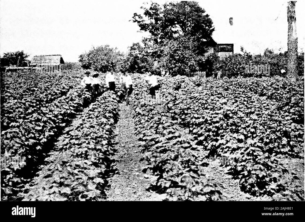 Le attività di dimostrazione : Dr un marinaio Knapp a dare il suo contributo di civiltà . y per cento per l'uso abbondante di legumi e l'uso economico ofmore vegetali per l'alimentazione di stock. Potrebbe sembrare abbastanza facile fare previsioni e a calcu-late percentuali di possibilità. Questo profeta agricoli,tuttavia, basato il suo giudizio su uno studio approfondito di condi-zioni nonché di colture e di scorte vive. L'acquisto di powerper pro capite della gente del Sud è già abbastanza alta per provethat la sua fede in loro e le loro risorse non è stata vana.In un viaggio di oltre il colle paese del sud ha sospirato tosee la t Foto Stock