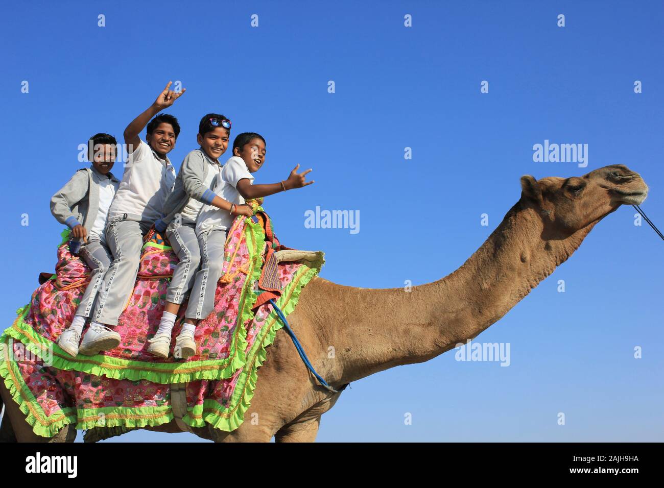Scolari Equitazione cammello, grande Rann di Kutch, Gujarat, India Foto Stock