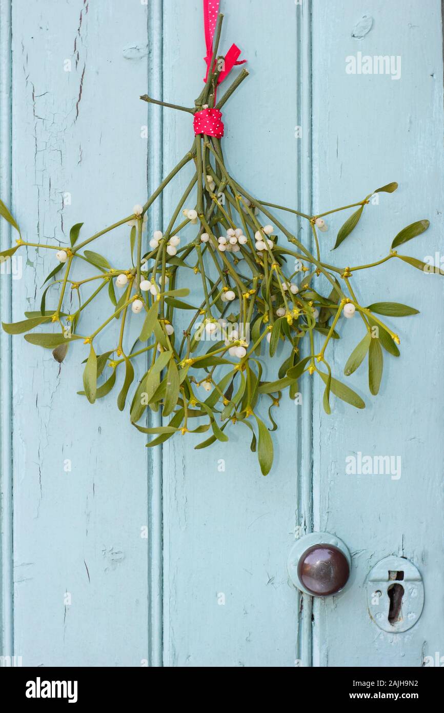 Viscum album. Mazzo di vischio appeso su una porta di legno in inverno. Regno Unito Foto Stock
