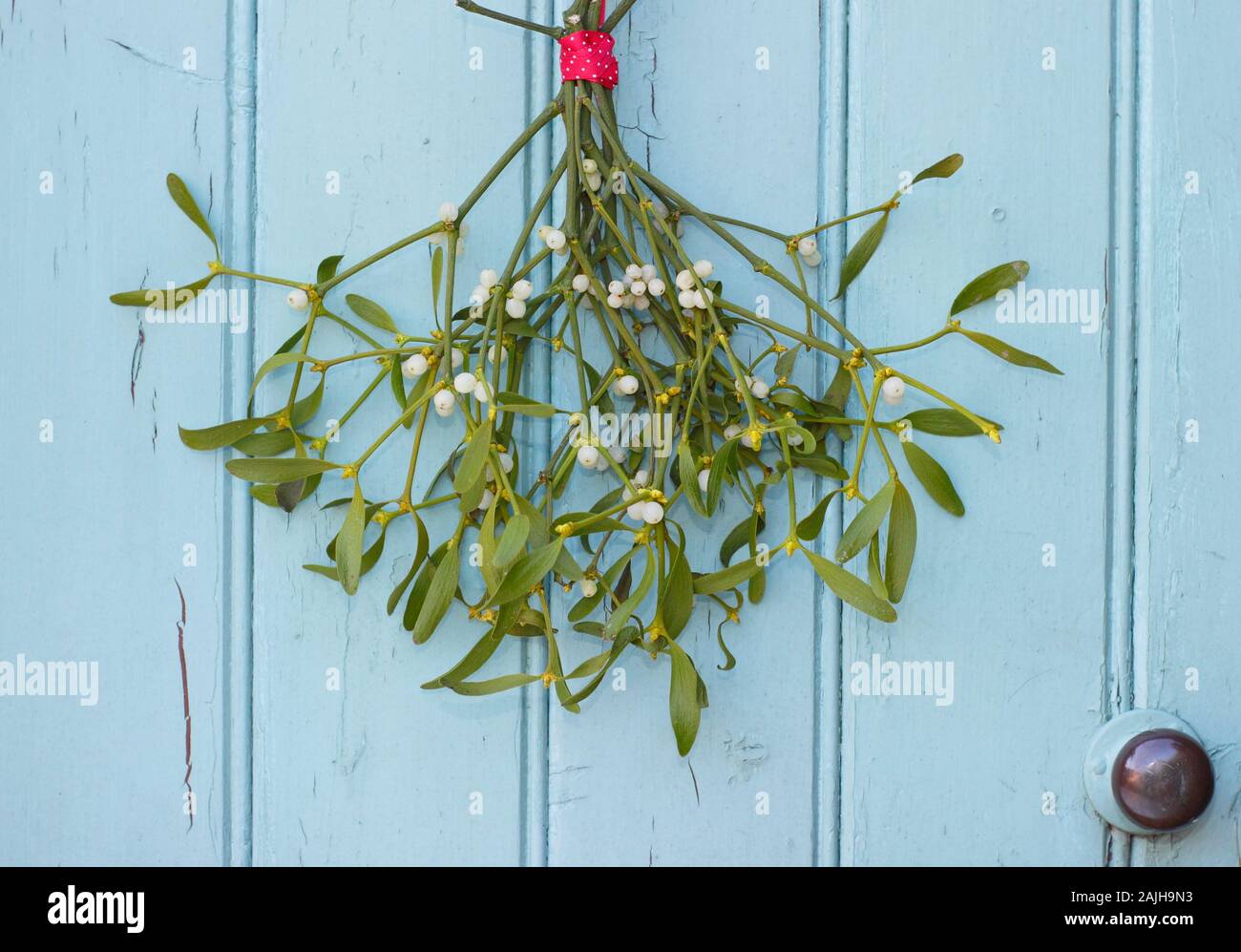 Viscum album. Mazzo di vischio appeso su una porta di legno in inverno. Regno Unito Foto Stock