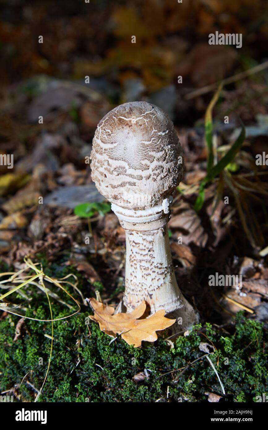 Il fungo del parasolo (Macrolepiota procera, Lepiota procera) - fungo commestibile. Uso culinario. Funghi. Foto Stock