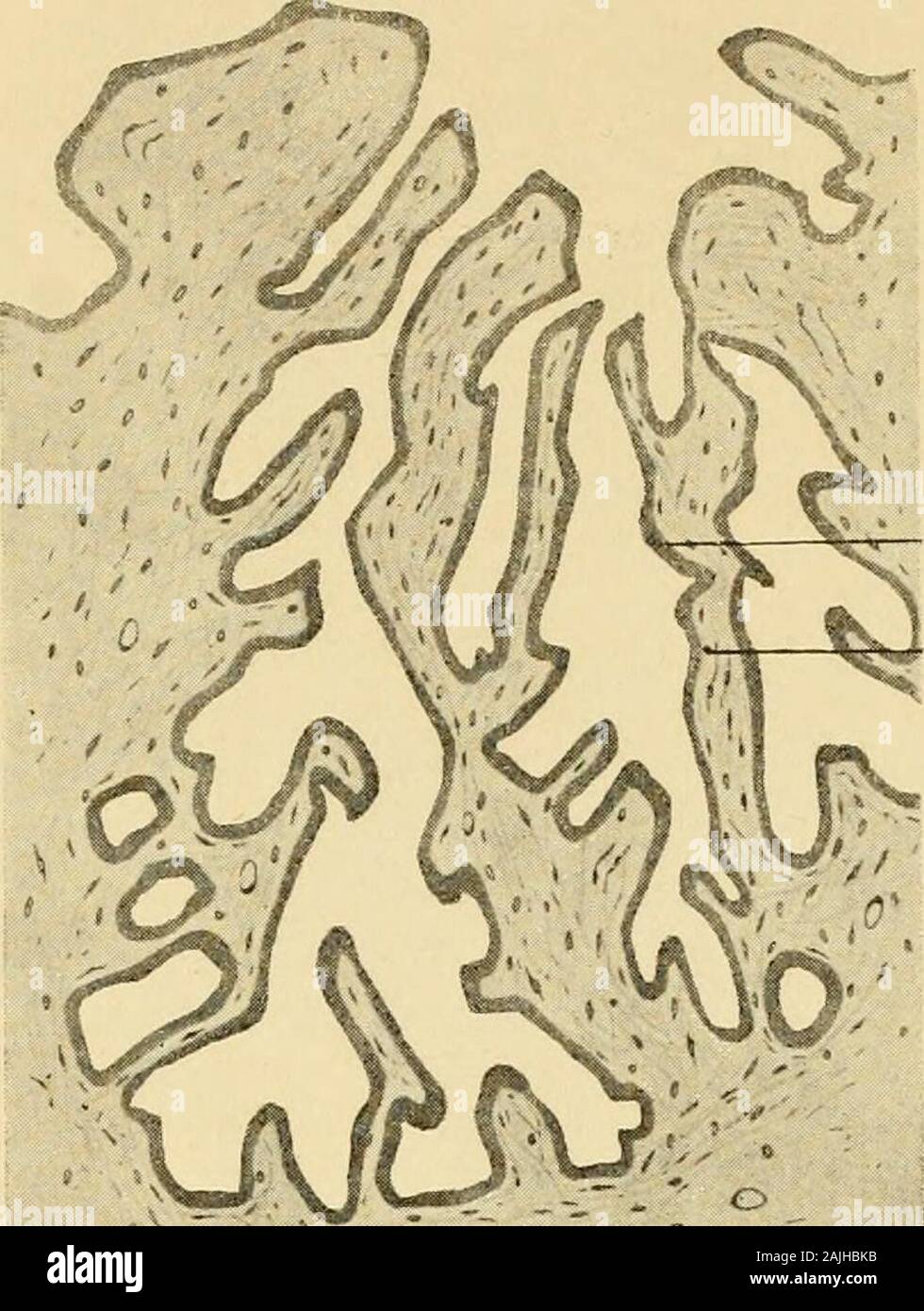 Die männlichen Geschlechtsorgane . , Der andere ist rundlich undliegt mehr basal (Zimmermann) (Fig. 66). Neuerdings haben sich M. Fränkel, Akutsu und v. Ebner füreinschichtiges Cylinderepithel erklärt. 59 60 K. EBERTH. Bei Neugeborenen und Kindern sind die Epithelzellen hoch cylin-drisch mit relativ großen langen Kernen. Bei Erwachsenen (nach dem 20. Jahr) schwankt die Gestalt der Zellen zwischen cylin-drischen und niedrigenplatten Formen. In dermit Sekret prall gefüll-ten Samenblase sinddie Zellen niedriger alsin der leeren zusam-mengefallenen Biagio- Schleimhaut- ( Akutsu) (Fig. 67, 68). buch Foto Stock
