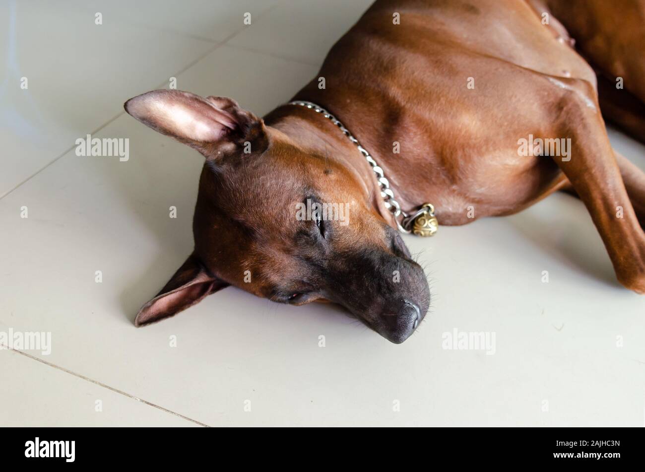 Thailandia Ridgeback cane di razza bruna giacente sul piano della casa. Foto Stock