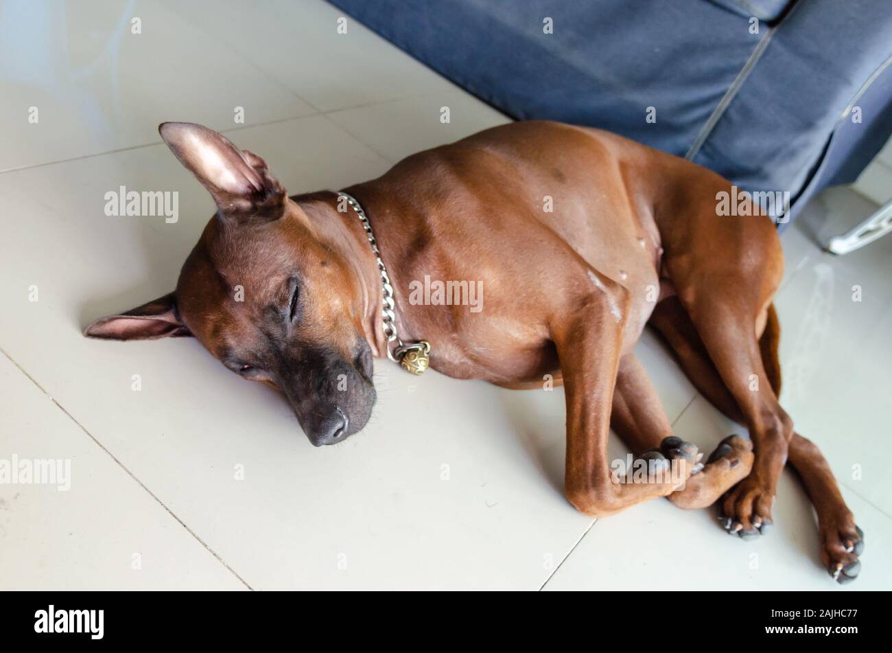 Thailandia Ridgeback cane di razza bruna giacente sul piano della casa. Foto Stock