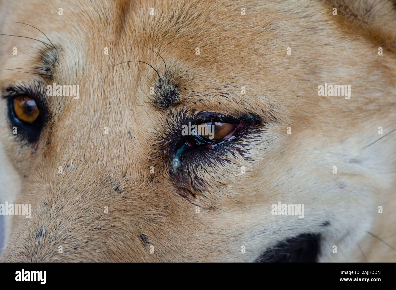 Il cane marrone gli occhi. Close up Foto Stock
