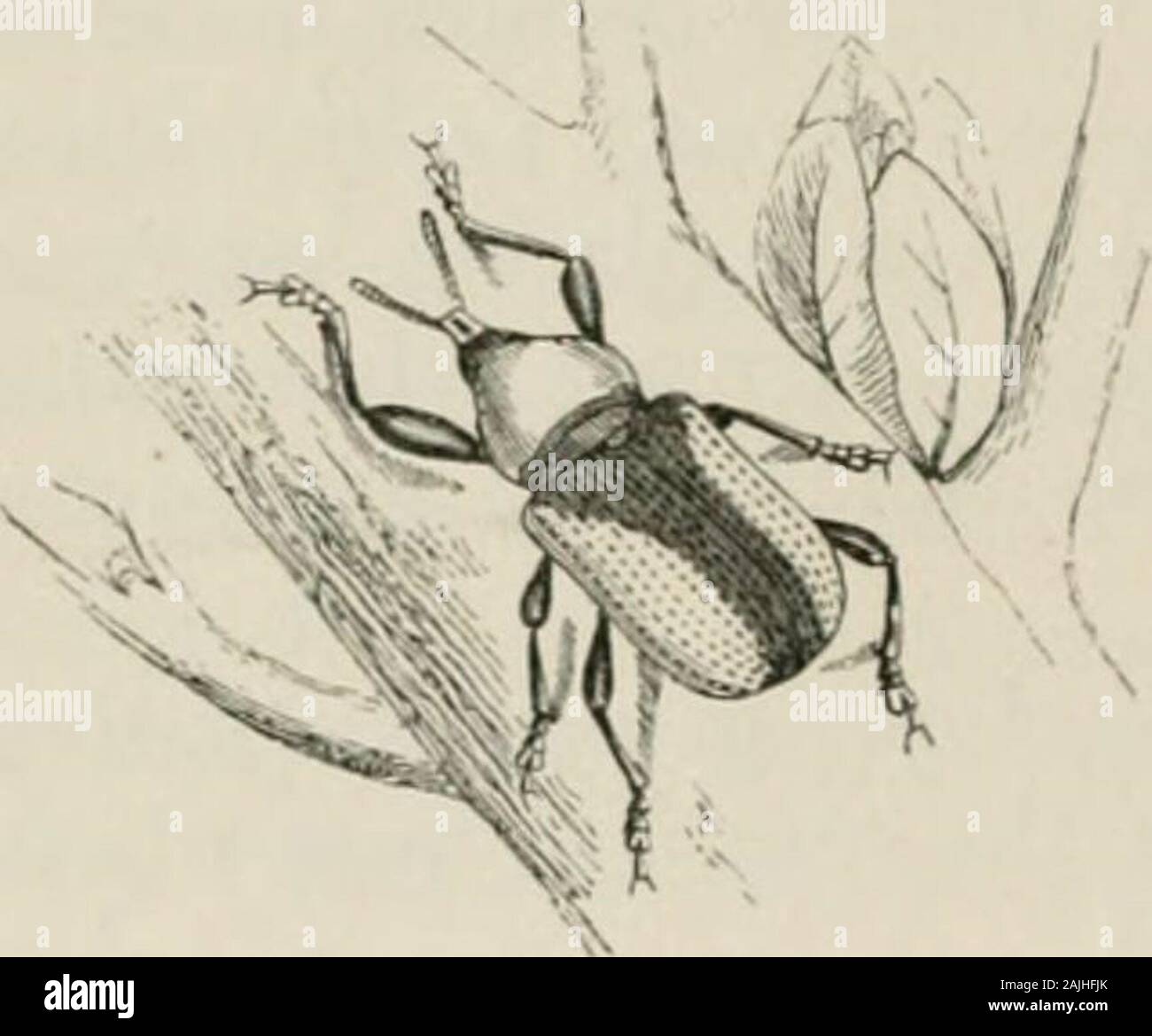 Insetti all'estero : essendo un account popolare di stranieri di insetti, la loro struttura, delle abitudini e delle trasformazioni . FtG. 95. -Traoheloiihoius giralla. (Acciaio blu-testa e torace, rosso scuro elytra.) 200 INSETTI ABIMAI). Il nome specifico otgiraffa è dovuto. Il nome generico è greco, andsignifies collo-bearer, in allusione al torace allungato. Sebbene un solo esemplare di questa particolare specie isknown, ci sono un sacco di specie appartenenti al genere,sparsi in tante parti calde del globo. Per esempio, campioni thereare nel British Museum da Java, India, Ceylon,Filippine, Bormah, e C Foto Stock