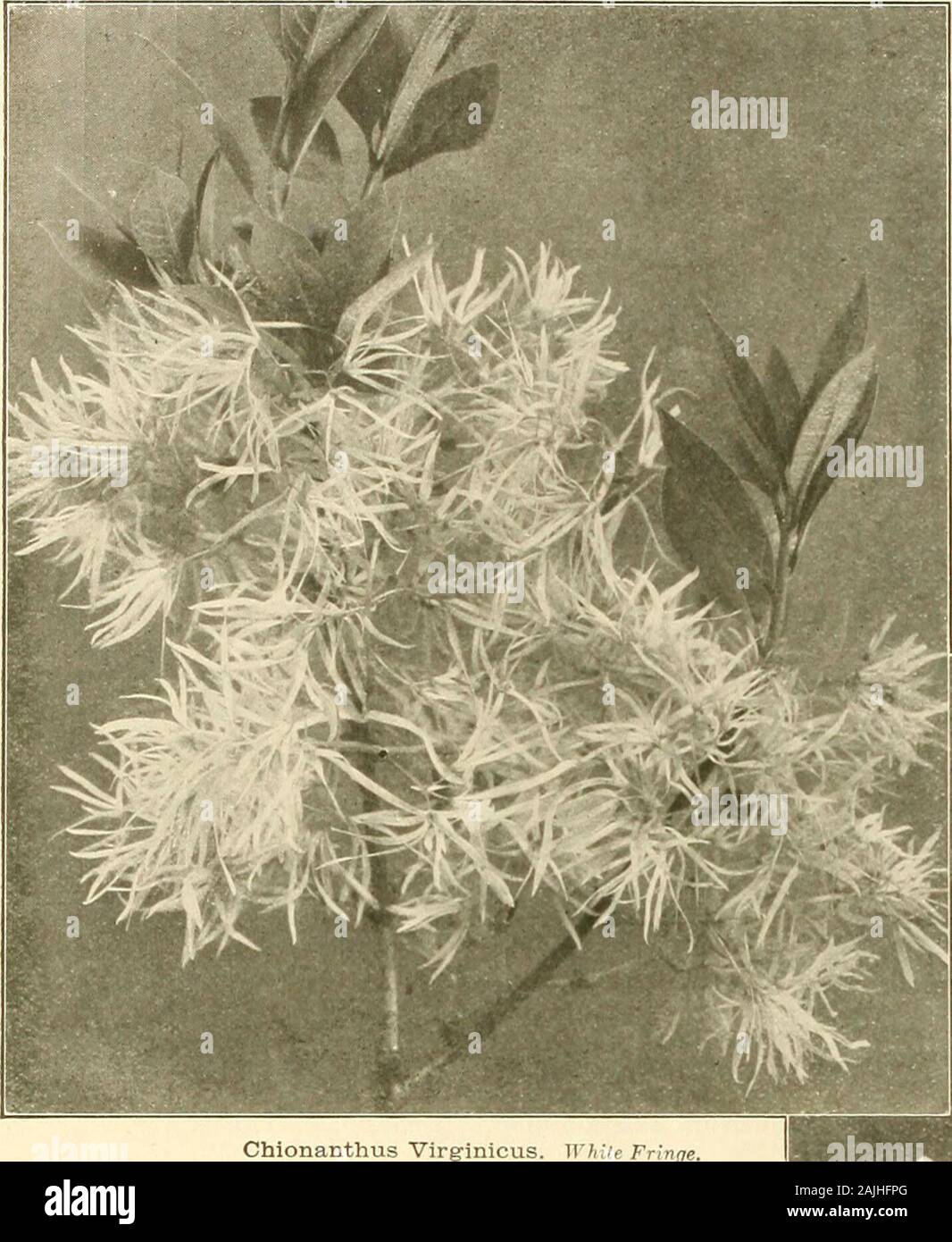 Farquhar dell'autunno catalogo : 1911 . s; uno dei nostri migliori arbusti Baccharis halmifolia. Feathery fiori bianchi. Sett Berberis purpurea. Viola scuro fogliame .Thunbergji. Giappone crespino. Nana, mano-alcuni splendente il fogliame. Giugno ....vulgaris. Crespino comune. Floridus JuneCalycanthus. Boccola di spezie. Brown ciascuno$0.60 da giugno a settembre .pisello siberiano. Un fiori gialli, pea- Frinoe Tree. Bianco. Fiori; fragrante, Caragana arborescens.arbusto teresting;sagomato. Può Chionanthus Virginicus. Giugno Clethra alnifolia. Sweet Pepper Bush. White;intensamente fragrante; molto belle . . Colutea arborescens. La vescica Senna. Un Foto Stock