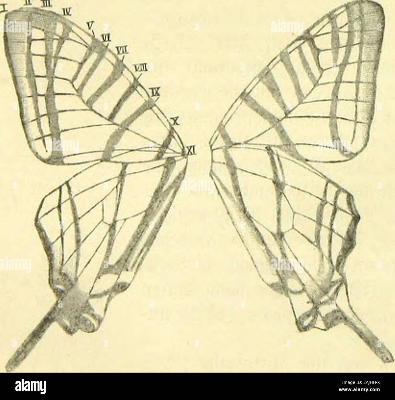 Die Artbildung und Verwandtschaft bei den Schmetterlingen Eine systematische Darstellung der Abänderungen, Abarten und Arten der segelfalter-ähnlichen Formen der gattung Papilio . Auf sie folgt, dieMittelzelle (MZ) nach vorn begrenzend und mit der Costalader nachinnen zu durch einen kleinen verbunden Ast, die sonst ungegabelte Sub-costalader (SC), hierauf, den Seitenrand der Mittelzelle bildend, dieobere, mittlere und untere Discocellularader (ODC, MDC,UDC), zwischen denen wiederum die obere und untere radiale-ader (o, UR) entspringen. Die Medianader (M) hat wie auf denVorderflügeln drei AES Foto Stock