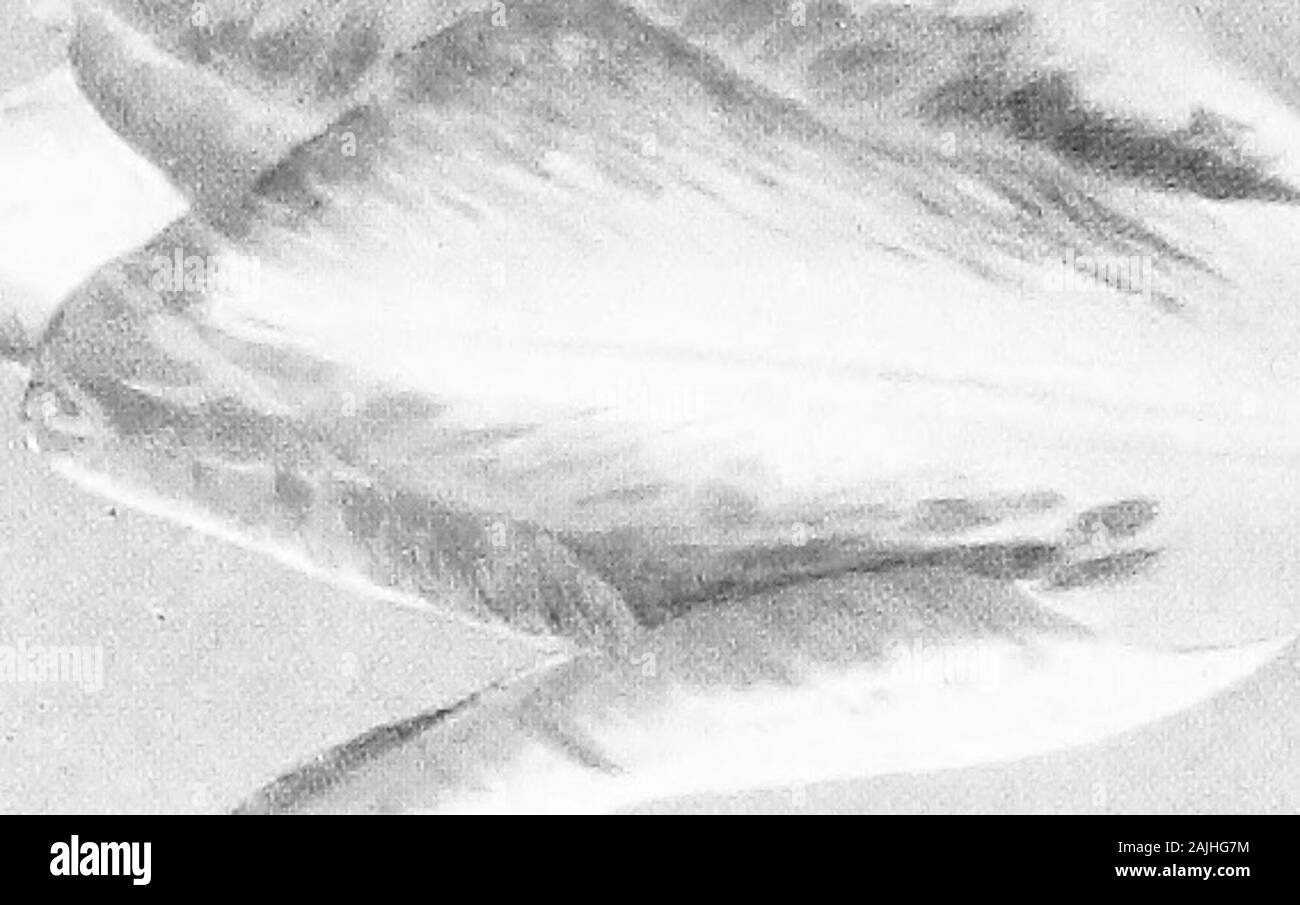 Tulipani . un pollice di terreno. Frost isalways accuratamente esclusi dal frame e la plantsare portato nella serra, che di solito ha una daytemperature di circa 50° a 55° per un mese o cinque settimane beforethey sono tenuti a fiore. Per isolato di massing in letti, orfor grumi nel confine erbacee, questo meraviglioso ceppo issuperb. Se l'estate biancheria da letto sorge nel modo di piantare Darwinsfor ornamenting la tarda primavera del giardino, è opportuno che detti widelyknown tulipani sopportare il trapianto non appena il petalshave caduti. Se la cura è presa per arrivare fino alle radici senza interruzione-ing e a non danneggiare Foto Stock