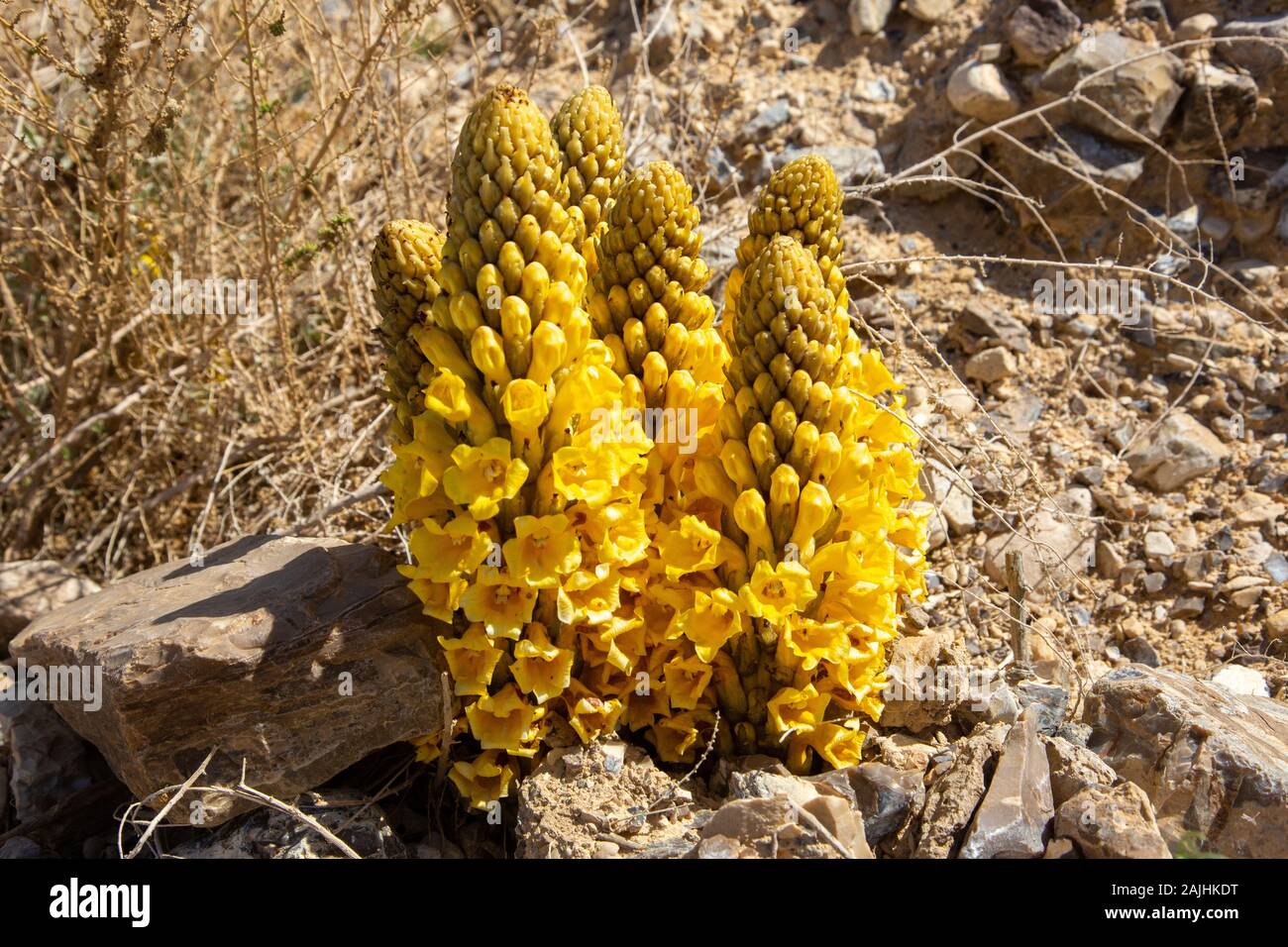 Cistanche (Cistanche tubulosa) parasitize piante del deserto. Foto Stock