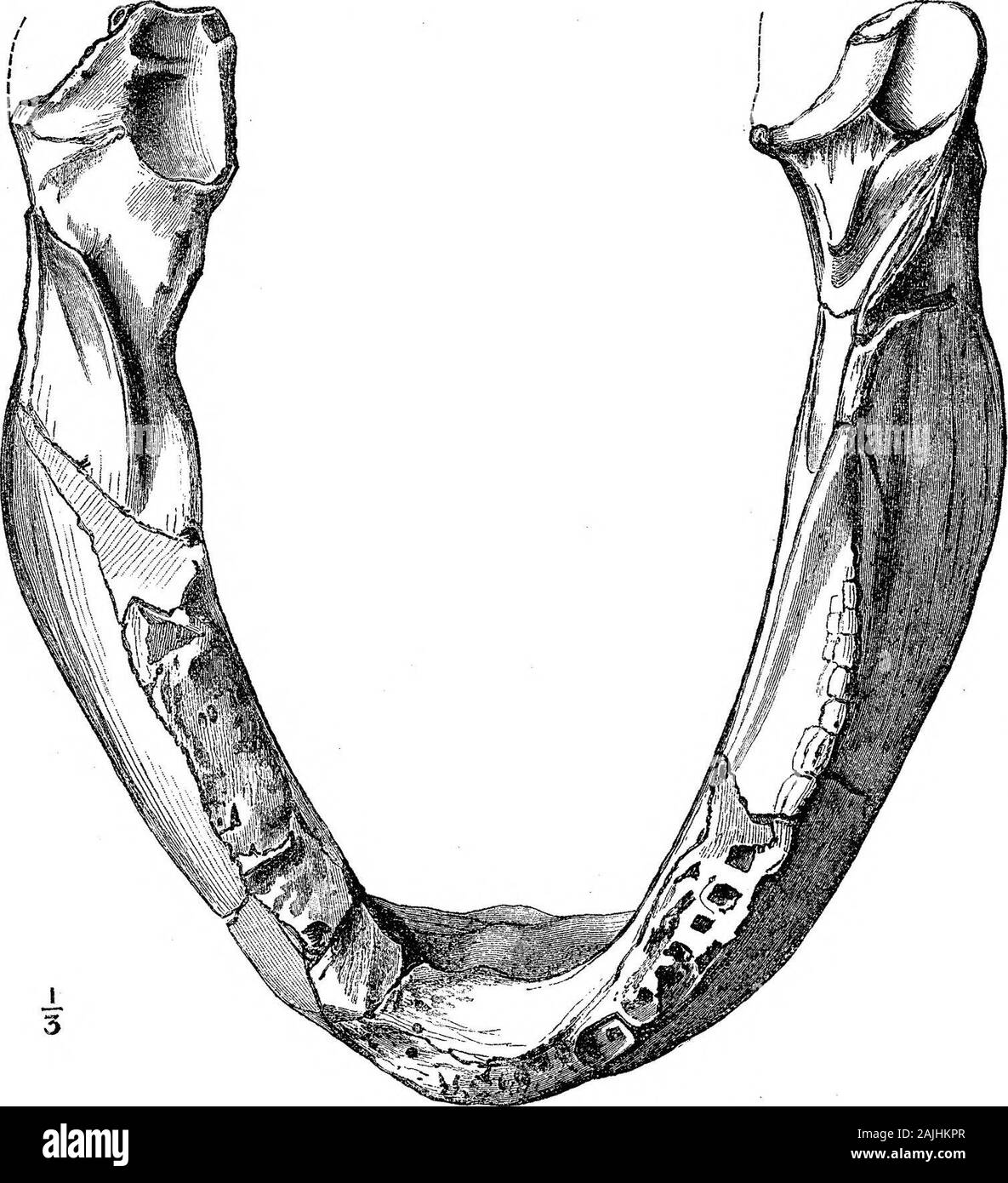 Ricerche sulla struttura, l'organizzazione e la classificazione dei fossili di Reptilia VII ulteriori osservazioni sul Pareiasaurus . ront.come essi divergono verso l'esterno e indietro, la ganascia è alquanto ritorte, in modo che il bordo itsinferior viene effettuata lateralmente oltre il confine alveolare. In tal modo il alveolarcontour è un molto più piccolo e più curva lanceolate rispetto al contorno della base del mdcccxcii.-b, 2 u 330 PROFESSORE H. GH SEELEY OK La struttura, l'organizzazione, la ganascia inferiore. Posteriormente, le estremità articolari approccio un po' verso la vicenda. La misurazione esterna lungo i denti, dal Foto Stock