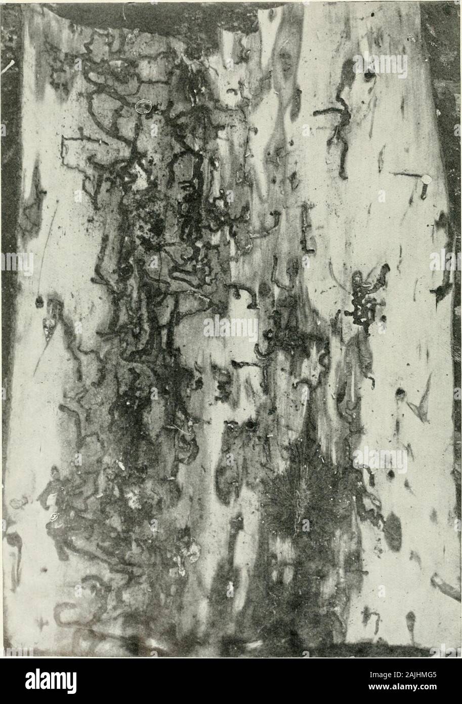 La Foresta Indiana di insetti di importanza economica dei coleotteri . C.I. FIG. 231.- Trinophyllum crilu-Atum, Bates, un, Younglarva; b, bi, full-cresciuto, ingrandita e dimensione naturale;t, ci, pupa allargata e dimensione naturale. Piastra XXIV. W. F. PTI-RTE, foto. Gallerie larvali contenenti larve vive (in alcuni casi) oiTrinophyllum cribratitm, Bates, sulla superficie interna di deodar (Ccdrus deodard] corteccia. Simla Bacino Idrografico foreste, North-WestHimalaya. Famiglia CERAMBYCIDAE 343 sulla schiusa le giovani larve al foro una volta giù nel cambiumlayer e alimentare in questo per un tempo. Man mano che crescono più grande galleria scanalature Foto Stock
