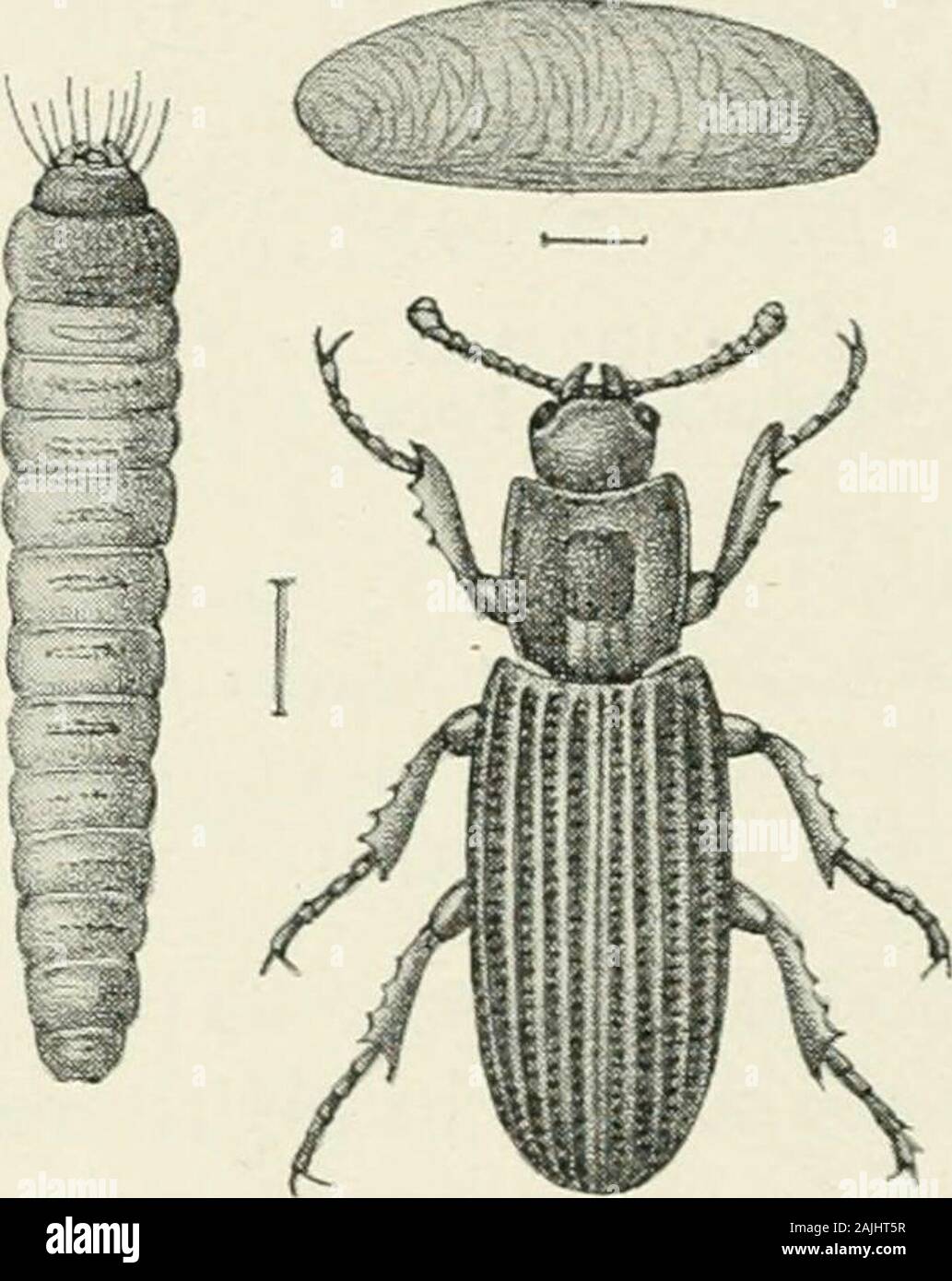 La Foresta Indiana di insetti di importanza economica dei coleotteri . arva, il modo in cui grub si alimenta con la beetle-larva,se quest' ultimo è usualmente uccisi prima di effettuare la sua copertura calcarea finoal camera pupa, come il volo lascia la struttura e il numero di generationsof l'insetto nell'anno, sono alcuni dei punti che necessitano di indagini. Bothrideres? Sp. (P. 112)-Il grub di questo coleottero feed apparentemente uponthe Hoplocerambyx grub come un interno o esterno, parassita eventualmente killingthe ultimo prima di pupates. Bozzolo.-Il bozzolo è costituito da un giallo-pergamena colorato materiale che appearsto Foto Stock