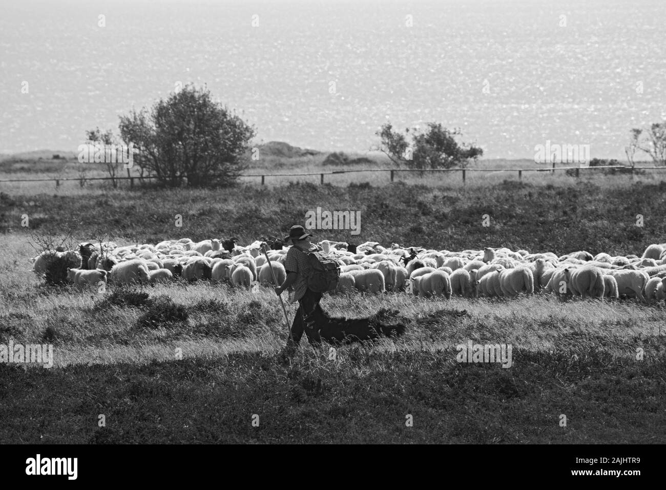 Schaefer mit Schafherde in der Heide Braderuper auf Sylt, im Hintergrund das Wattenmeer Foto Stock