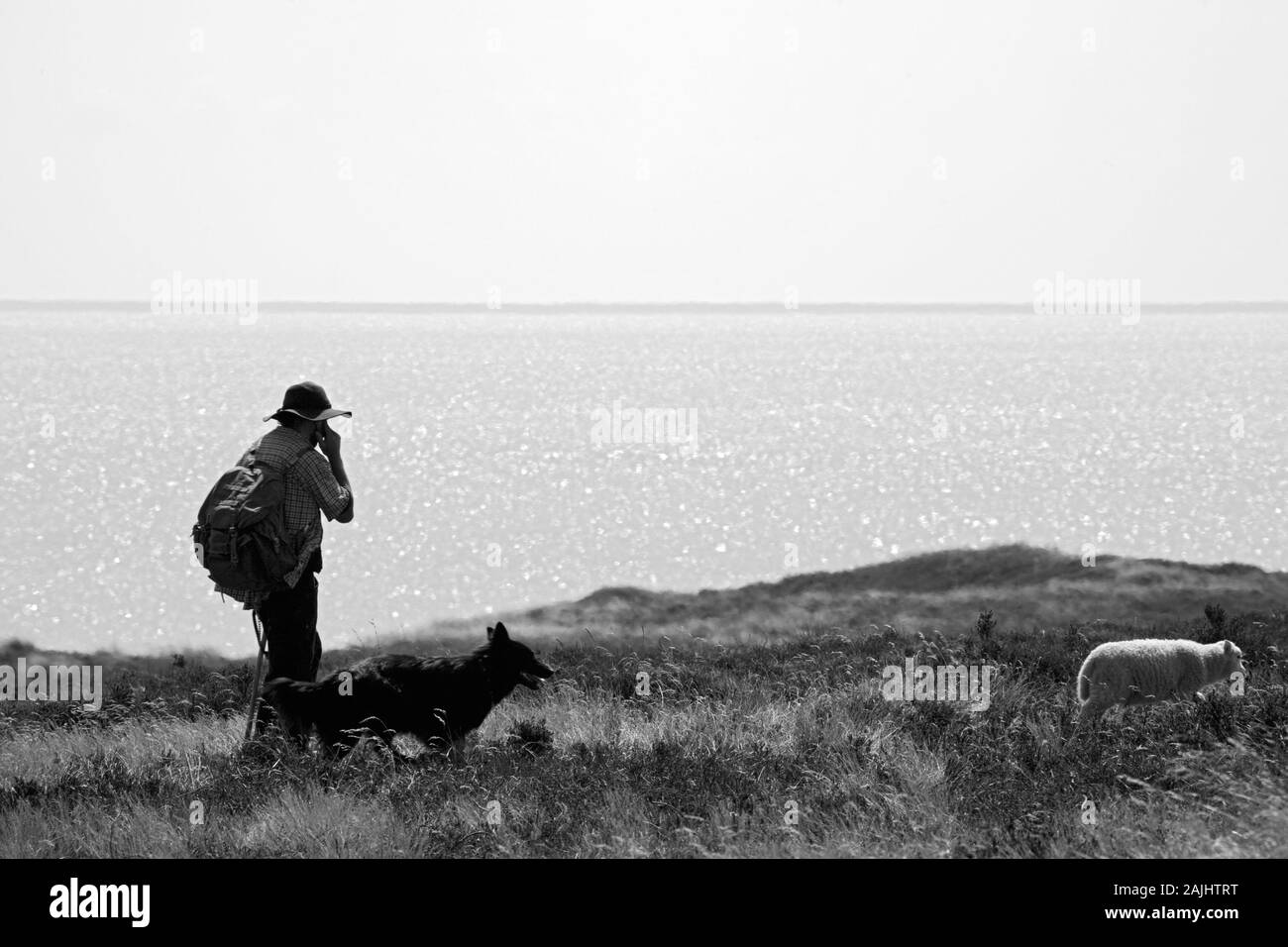 Schaefer mit seinem Hund in der Heide Braderuper auf Sylt, im Hintergrund das Wattenmeer Foto Stock