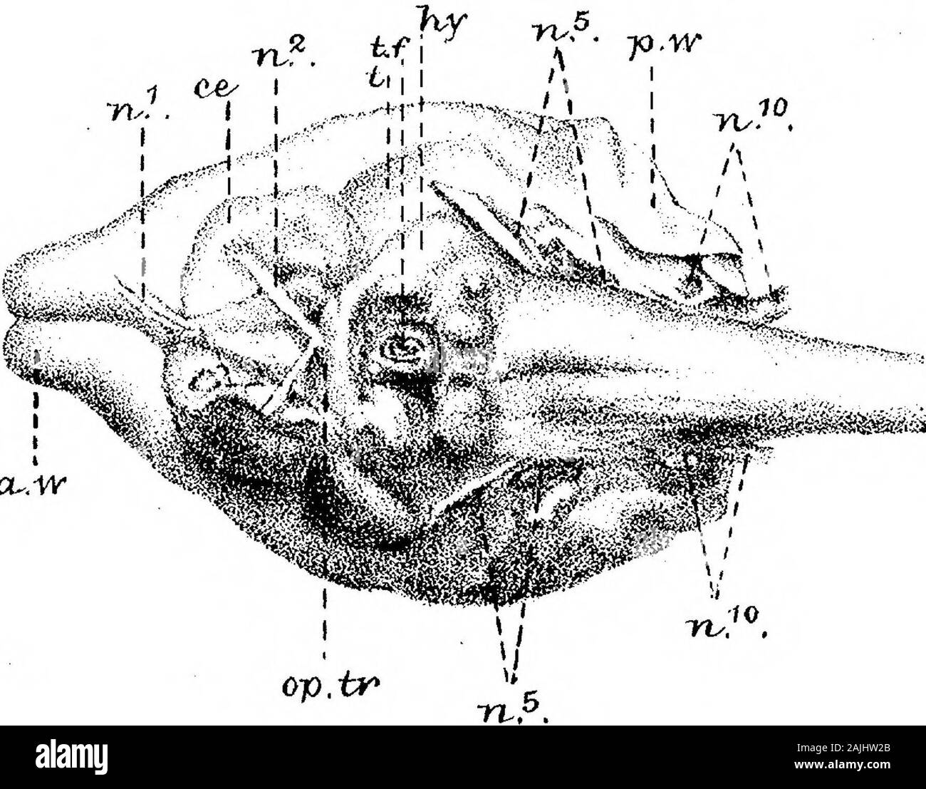 Contributi alla anatomia del sistema nervoso centrale in animali vertebrati . Oy^ I Fig.19.. Phil.Trarj^,1882,PlaU 62. La figura 10 7* e- se u ^ la sua v =.g.c ou.-w op.tv s.r. Foto Stock