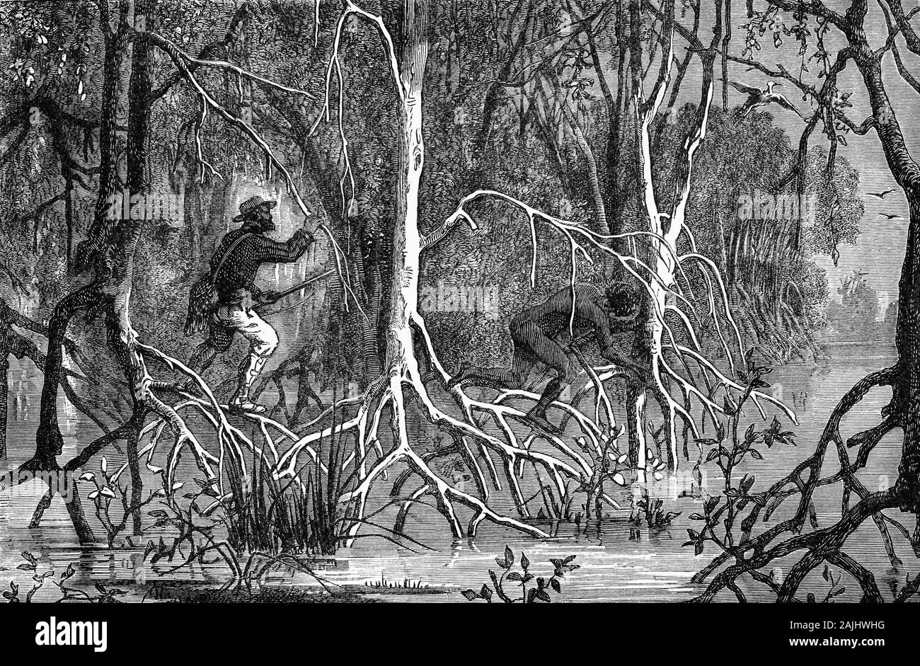 Piante: Una foresta di mangrovie, arbusti e alberi che crescono in densi canneti o foreste lungo estuari di marea, in Salt Marshes e su terreni fangosi coste. Essi sono sale-tolerant alberi, chiamato anche halophytes, e sono adattati alla vita in difficili condizioni costiere. Essi contengono un sale complesso sistema di filtraggio e complesso sistema di radice di far fronte con sale di immersione in acqua e azione di onda. Essi sono adattati alle condizioni di scarso ossigeno di saturo di acqua e fango si verificano in tutto il mondo nei tropichi e subtropics. Foto Stock