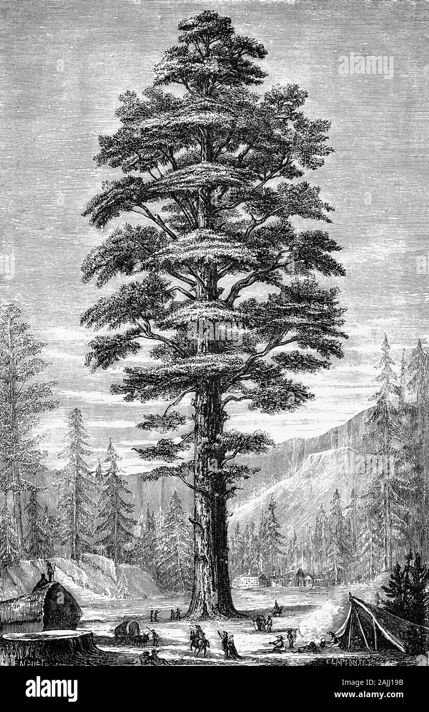 Piante: una sequoia gigante (Sequoiadendron giganteum) aka Sierra redwood, Sierran redwood, o Wellingtonia è l'unica specie in genere Sequoiadendron, e uno di tre specie di alberi di conifere noto come redwoods. Sequoia gigante esemplari sono tra i più alti alberi sulla terra, e l'uso comune del nome sequoia di solito si riferisce a Sequoiadendron giganteum, come illustrato, che si verifica naturalmente solo in uliveti situati sulle pendici occidentali delle Montagne della Sierra Nevada della California. Foto Stock