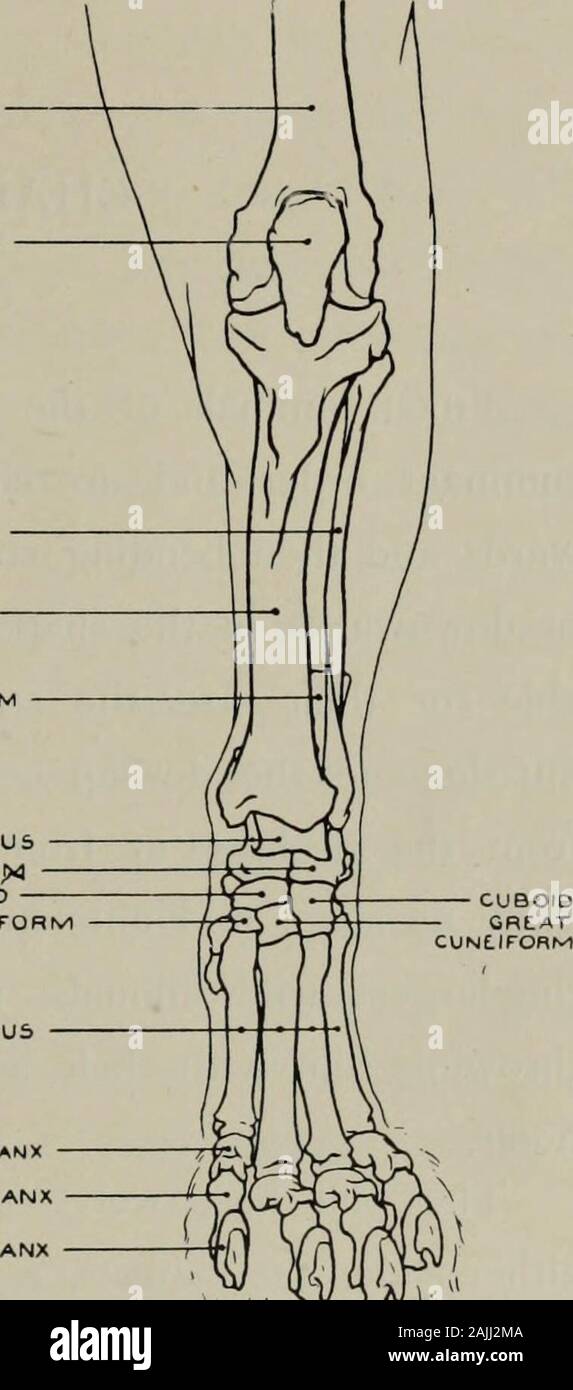 La modellazione; una guida per gli insegnanti e per gli studenti . r tMUR PATCLLA PERONE TIBIA CALCAGNO ASTRAGALO CALCANEU&GT;4 scafoide cuneiformi piccole metatarso prima falange PHALANXSECONP terza falange Fig. 115.-Hind-gamba. Aspetto anteriore. Osteologia. di ischio e legamento o. sacrum : (i) dalla copertura aponeurosis aspetto esterno o gamba.Peroneus LONGUS (o.) esterno la tuberosità della tibia: (i). metatarso. Estensore longusDIGITORUM (o.) femore :(i) da quattro tendini nella seconda e terza falangi delle cifre.anticus tibiale (o.) tuberosità esterna e la cresta della tibia: (i). ossa di greattoe rudimentali. Perone Foto Stock