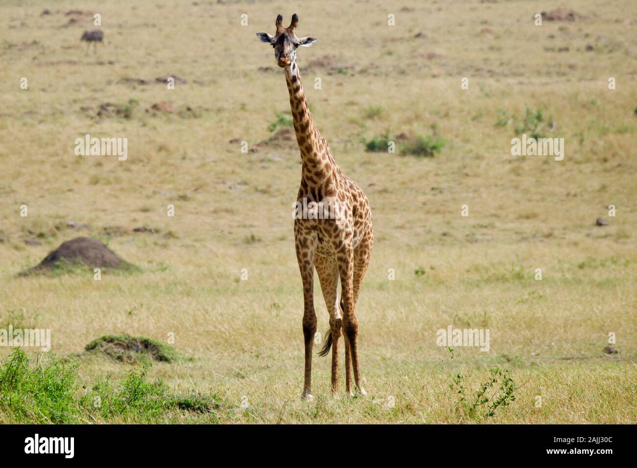 belle giraffe rilassante nella mara maasai Foto Stock