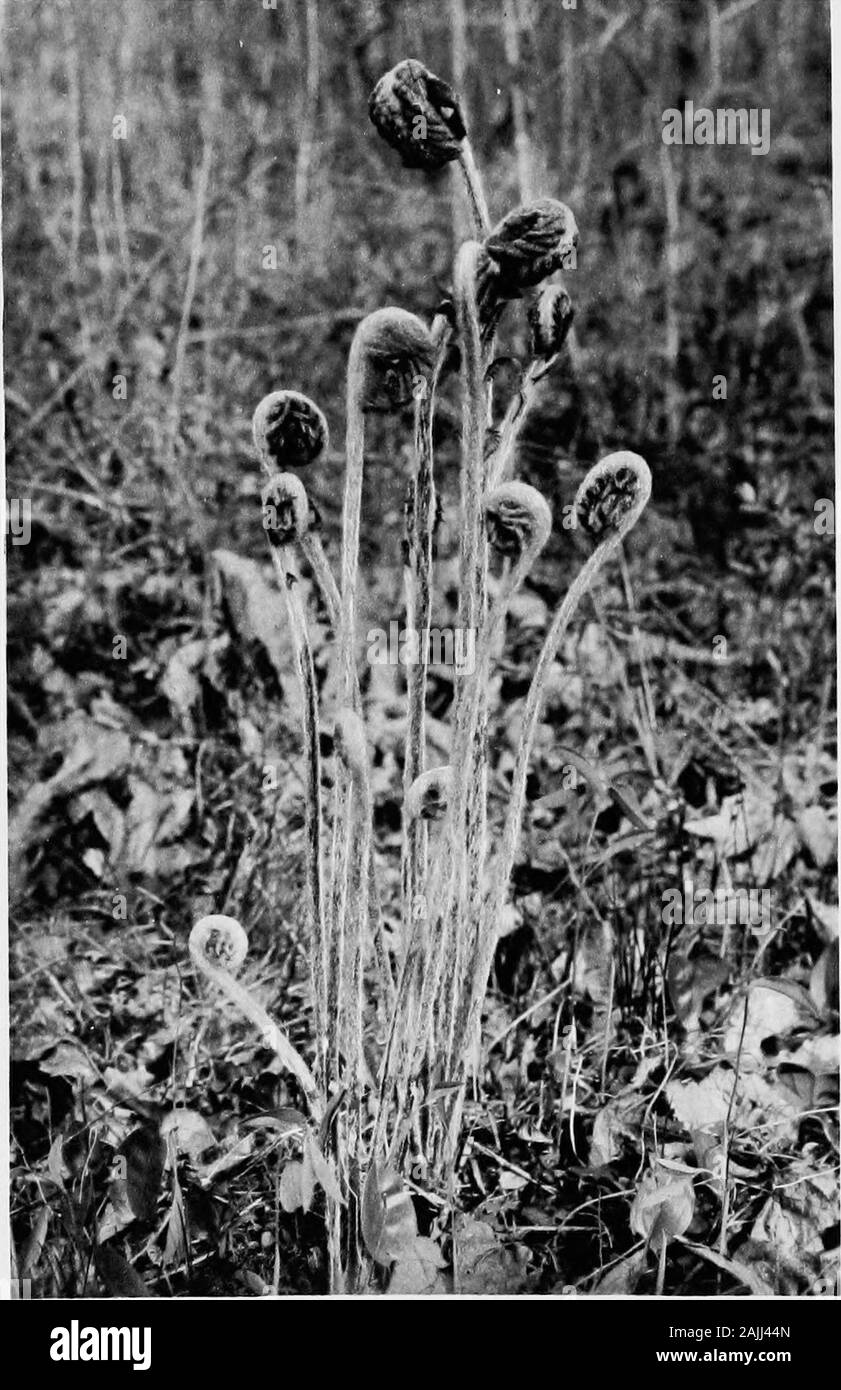 Gli scritti di Giovanni Burroughs . Acero europeo, troppo, venite imballato ina leggermente il rivestimento in pelliccia. Il lungo e carnoso innerscales che avvolgono i fiori e foglie sono di aclear ohve verde, sottilmente coperto con silken hairslike i giovani di alcuni animali. Il nostro zucchero mapleis meno appariscente e bello nel budget, ma theflowers sono più grazioso e fringe-simili. Alcuni alberi non hanno alcun bud scale. Il sumacpresents in primavera un semplice nodo fuzzy, fromwhich, da e da, emerge un soffice pelliccia,bruno-gattini colorati della zampa. Non conosco nulla invegetable natura in modo che sembra davvero di essere il clacson inquanto fern Foto Stock