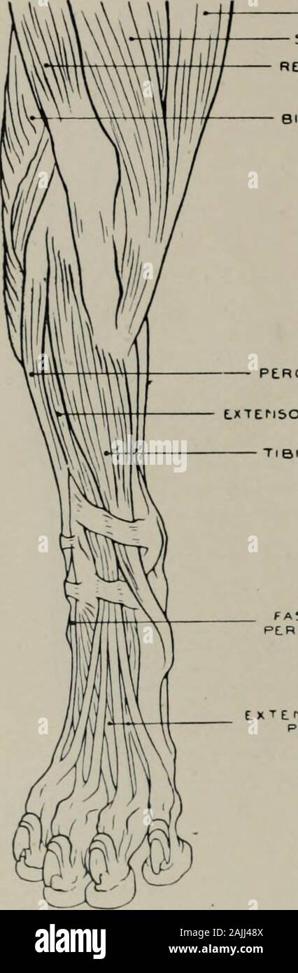 La modellazione; una guida per gli insegnanti e per gli studenti . Fig. 113.-HiND-LF.G. Aspetto posteriore. Osteologia. Il SoLEUS (o.) esterno la tuberosità della tibia: (i). tendine del gastrocnemio. LongusDIGITORUM flessori (o.) esterno la tuberosità della tibia: (i) cifre interne. Flhxor pollicis longus(o) dalla tibia e dalla fibula : (i). Da quattro tendini in cifre. Peroneus brevis (o. ) Tibia andfibula: (i). metatarsale esterna. Peroneus longus (o.) esterno la tuberosità della tibia: (i)metatarso. Flessore digitorum sublimis (o.) femore: (i). Da quattro tendini in cifre.Interosseus muscoli (o.) ossa metatarsali : (i). falangi. Modello 158 Foto Stock